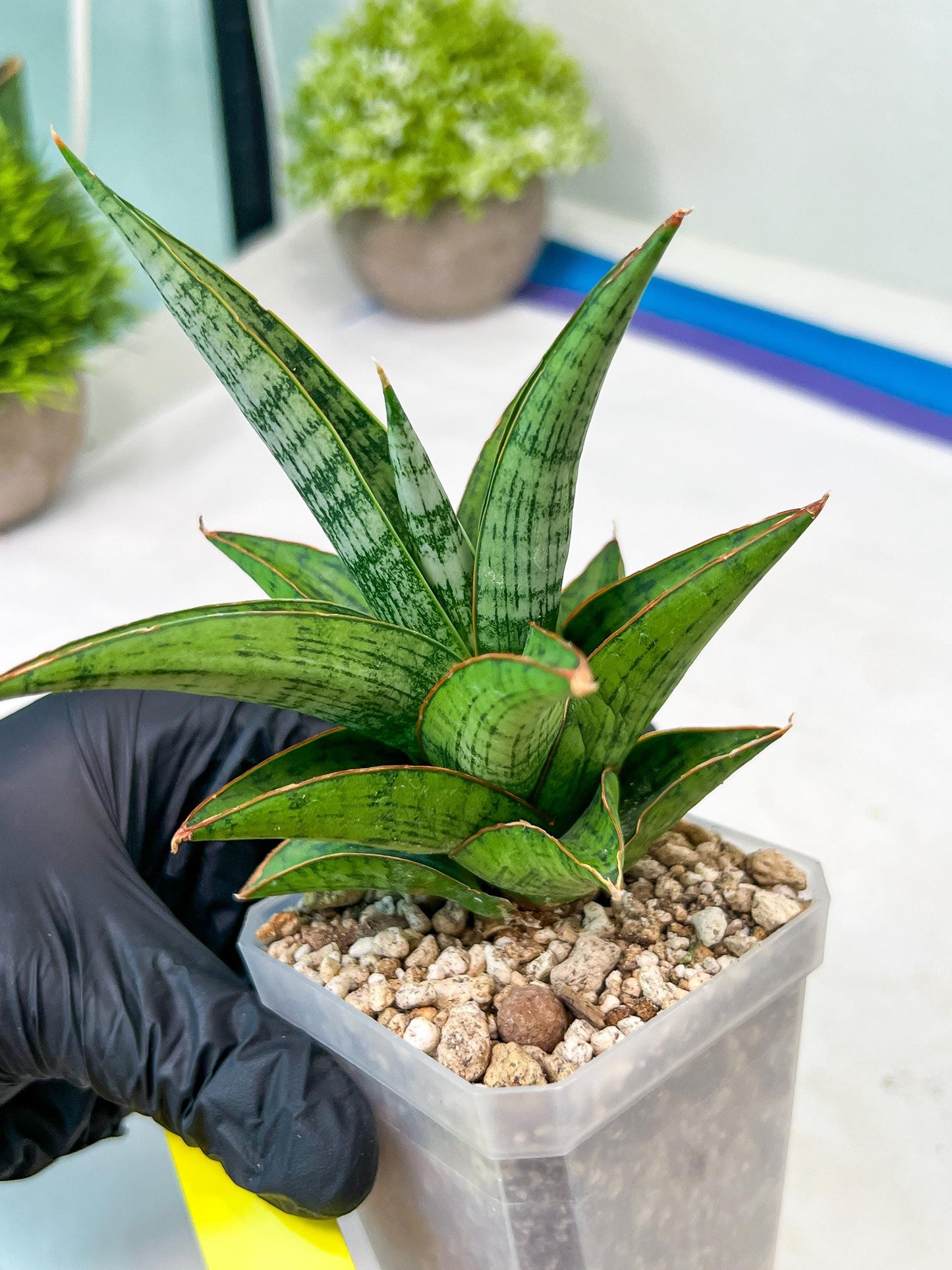 Sansevieria Liwa (H14) | Imported Plants | Rare Hybrid Species