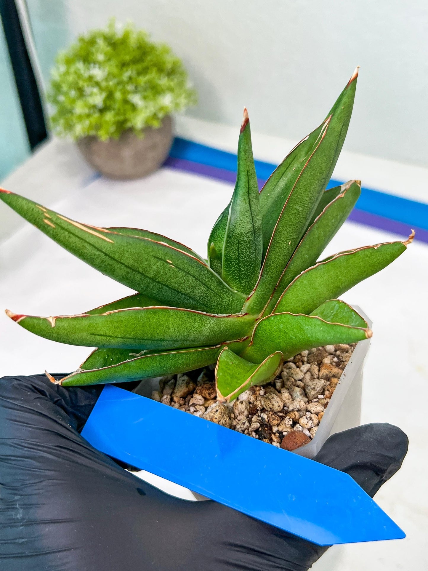 Sansevieria Robo (#H15) | Imported Plants | Rare Hybrid Species