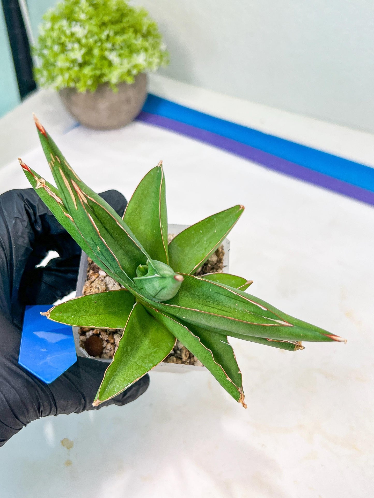 Sansevieria Robo (#H15) | Imported Plants | Rare Hybrid Species