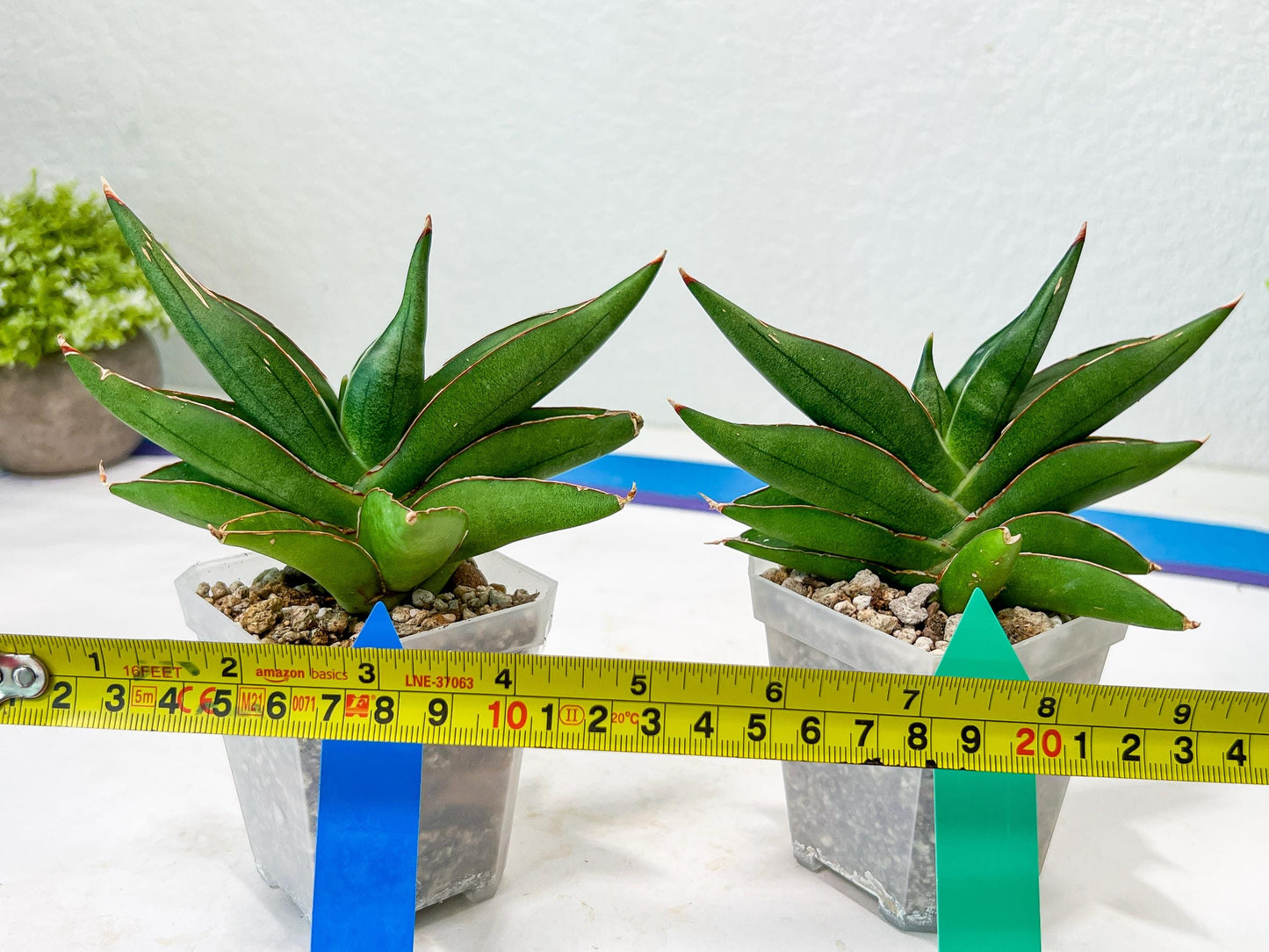 Sansevieria Robo (#H15) | Imported Plants | Rare Hybrid Species