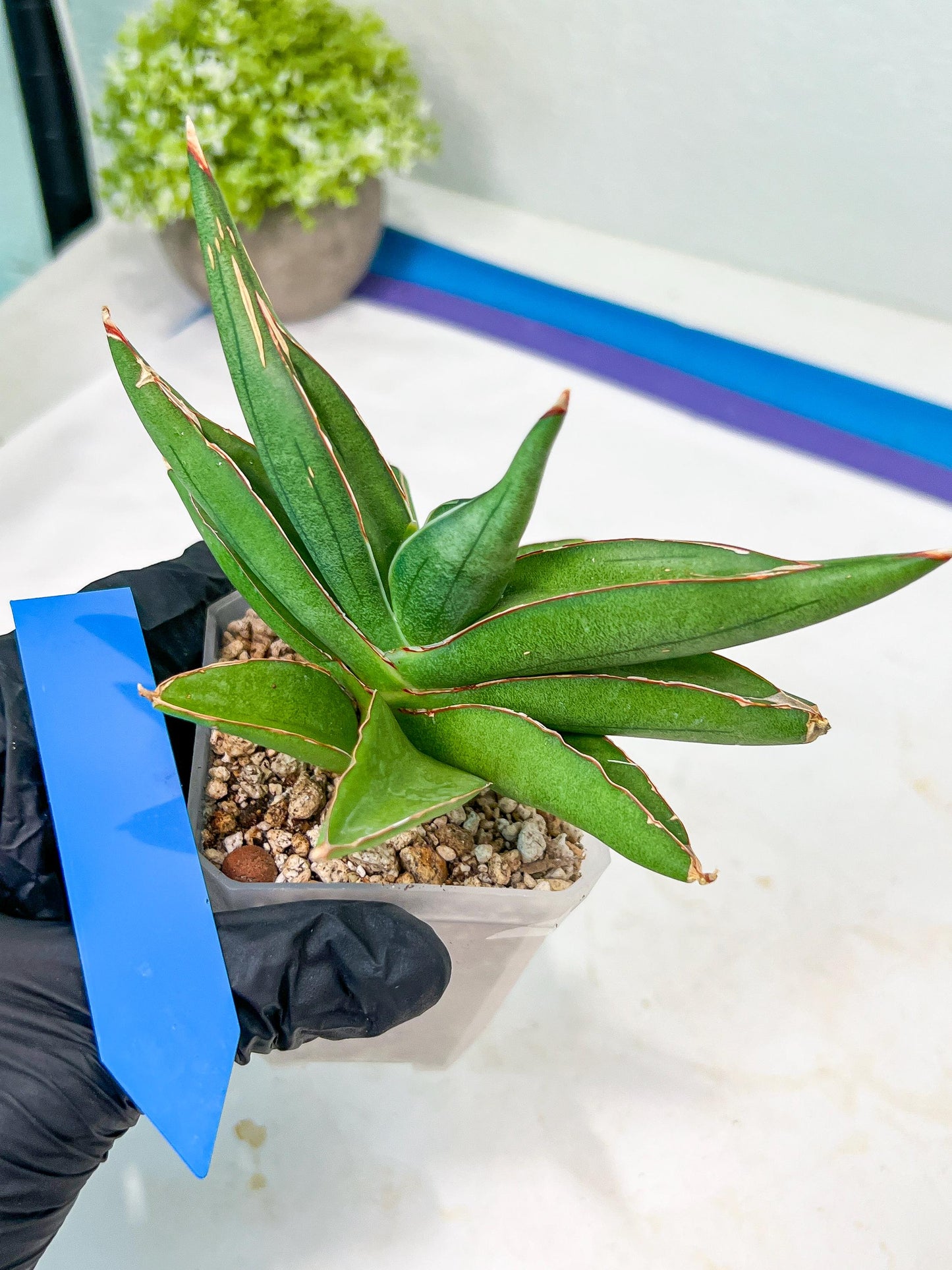 Sansevieria Robo (#H15) | Imported Plants | Rare Hybrid Species