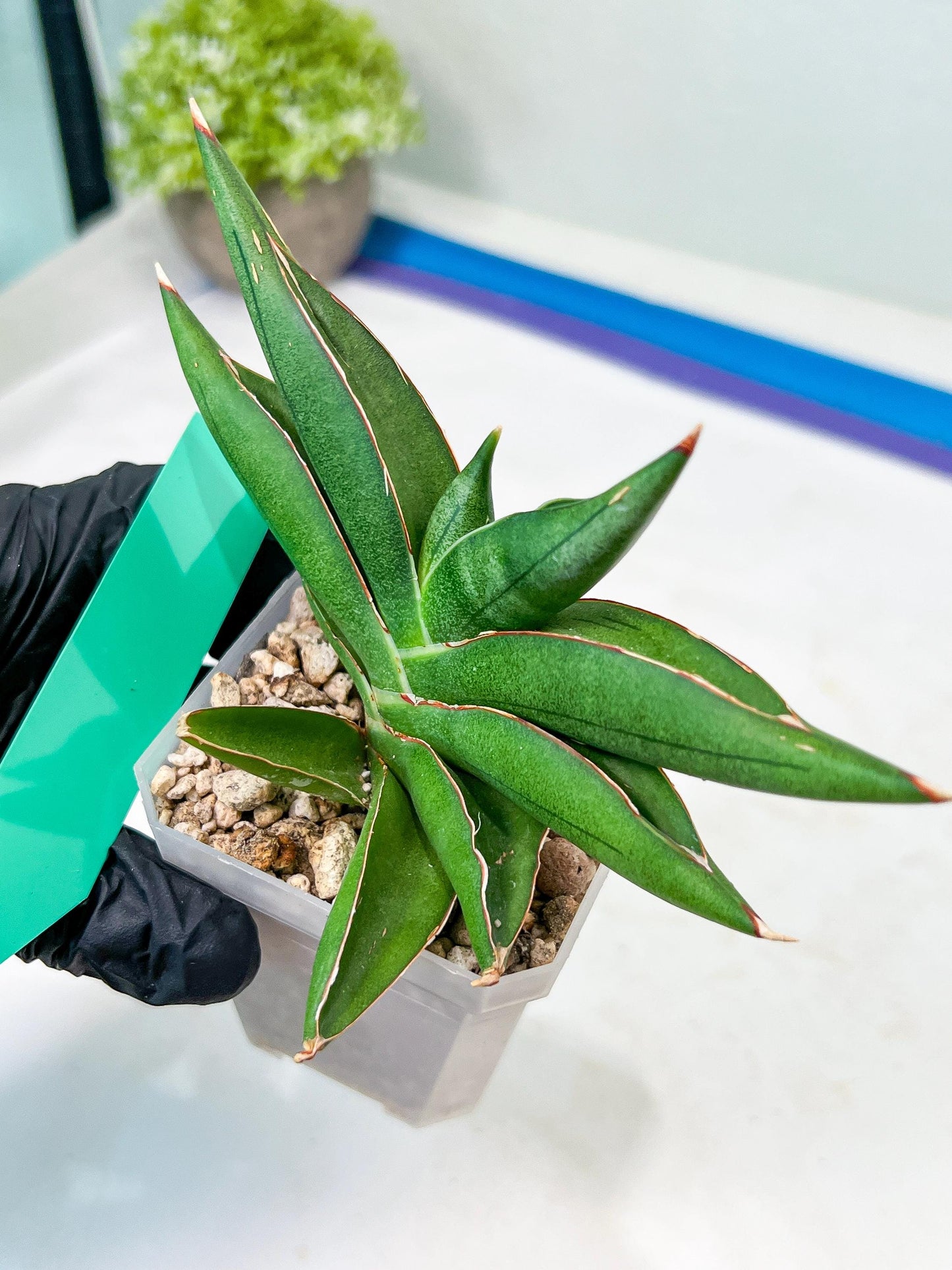 Sansevieria Robo (#H15) | Imported Plants | Rare Hybrid Species