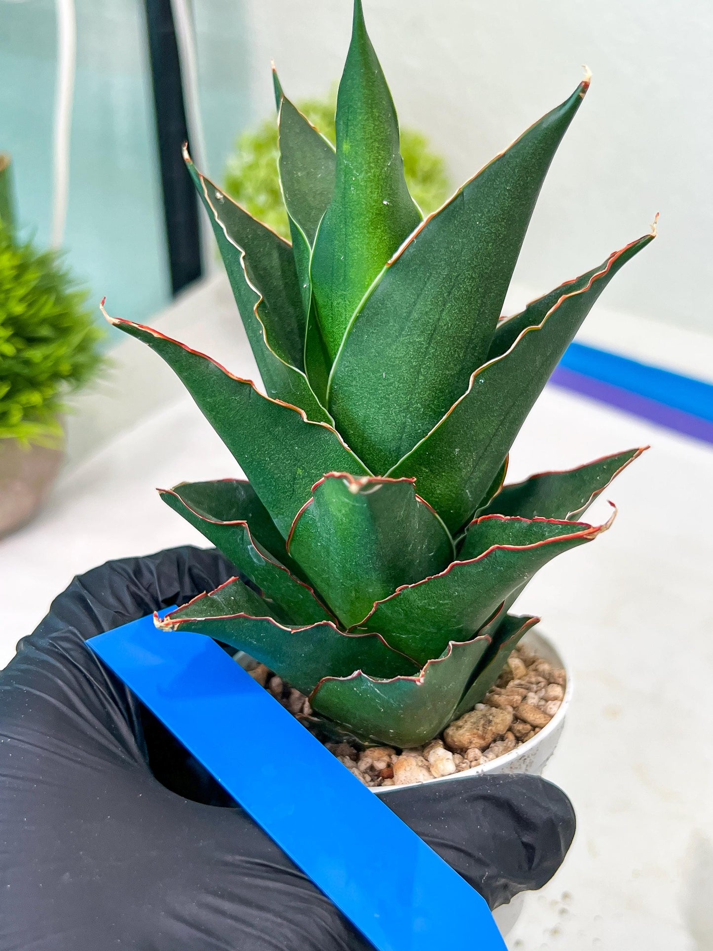 Sansevieria Marlena (H18) | Imported Plants | Rare Hybrid Species
