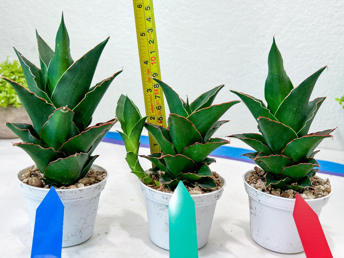 Sansevieria Marlena (H18) | Imported Plants | Rare Hybrid Species