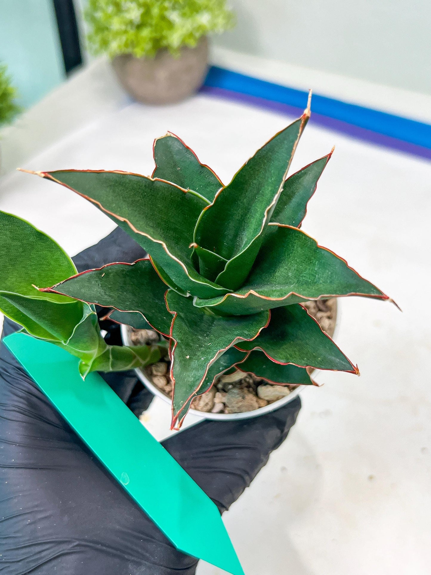 Sansevieria Marlena (H18) | Imported Plants | Rare Hybrid Species
