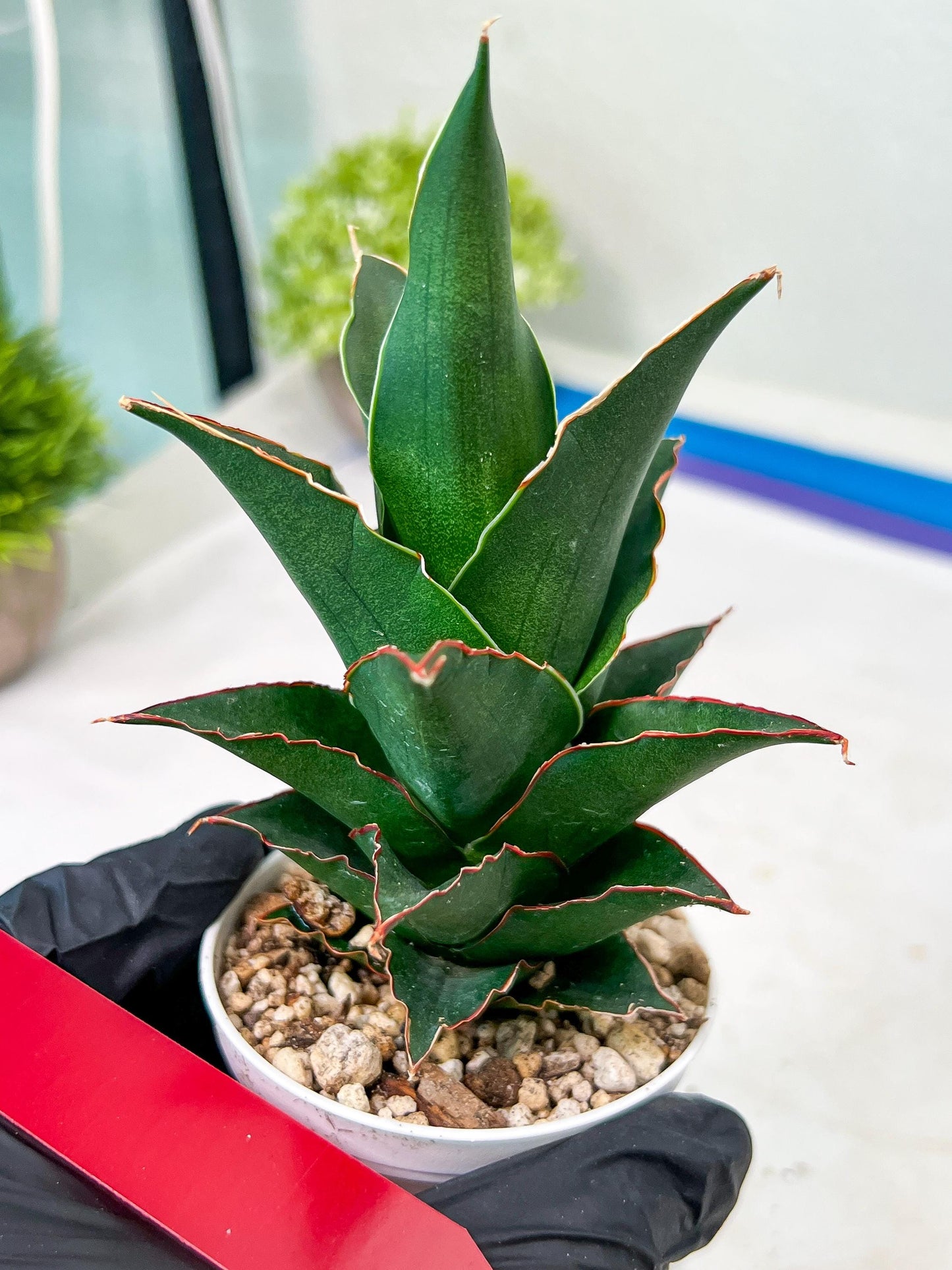Sansevieria Marlena (H18) | Imported Plants | Rare Hybrid Species