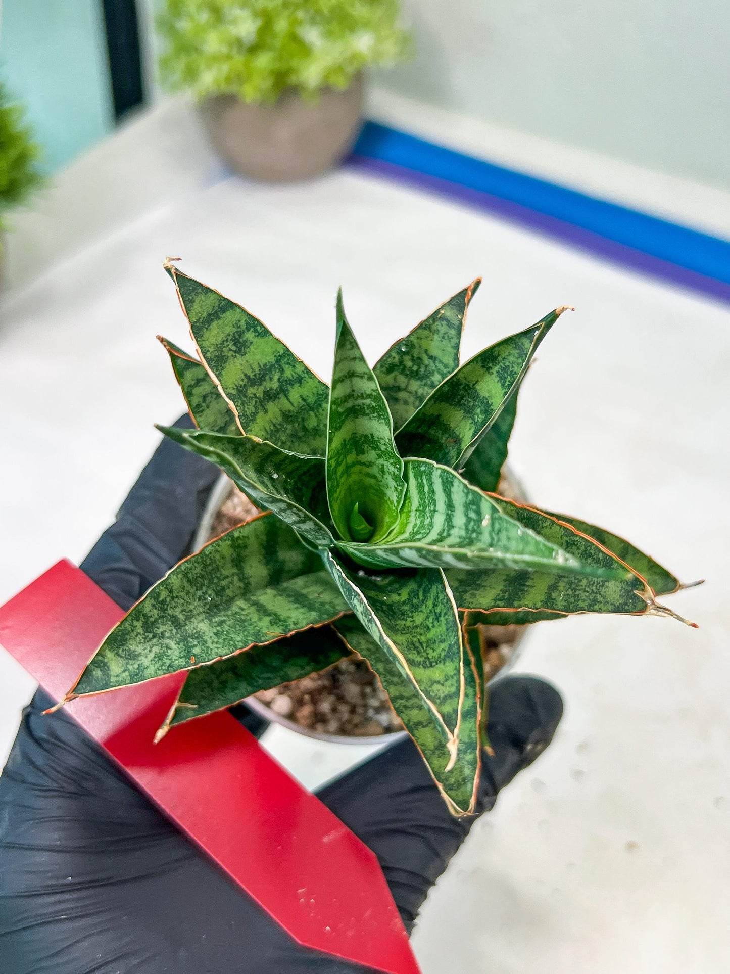 Sansevieria Teletubbies (H19) | Imported Plants
