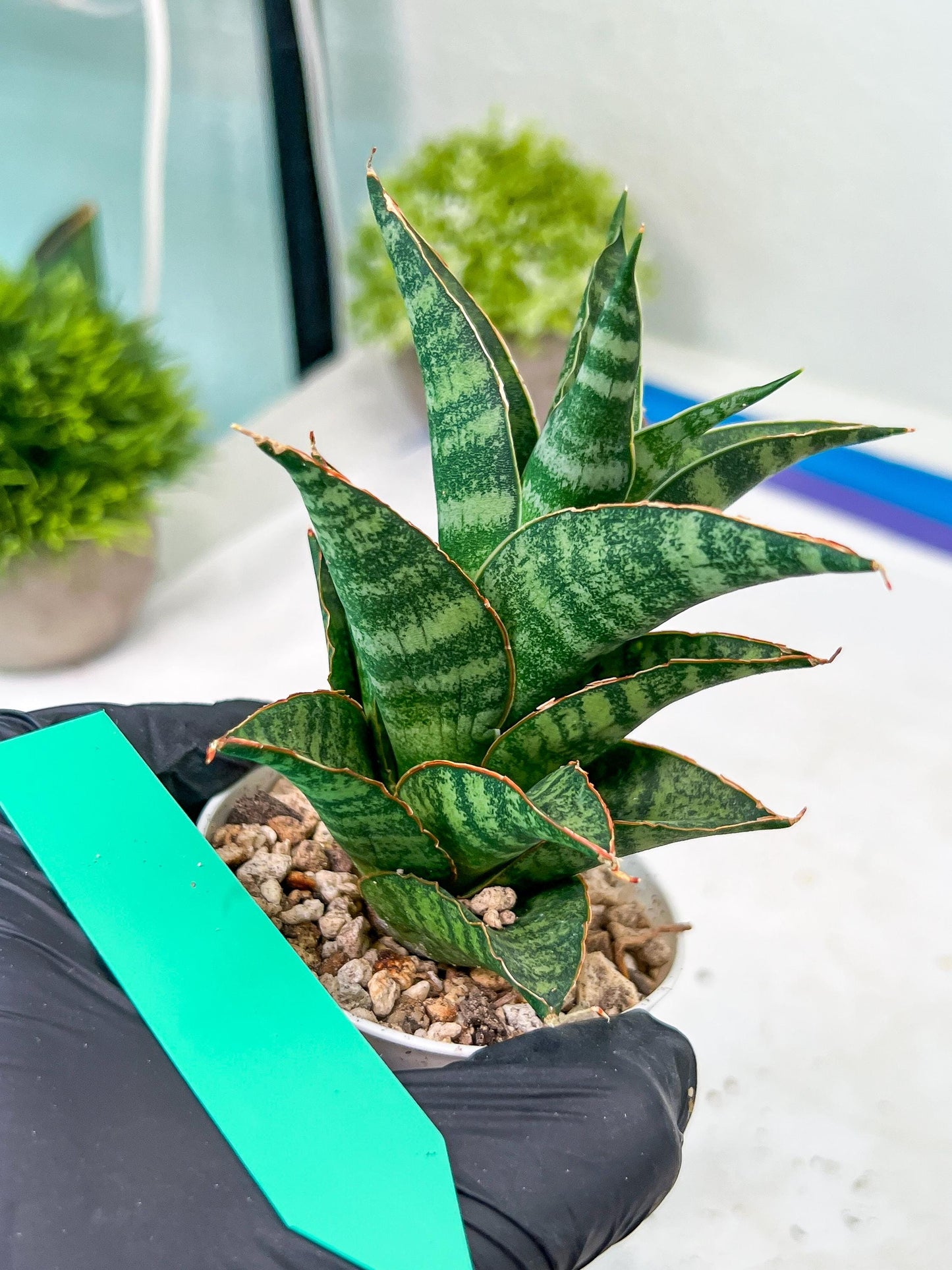 Sansevieria Teletubbies (H19) | Imported Plants