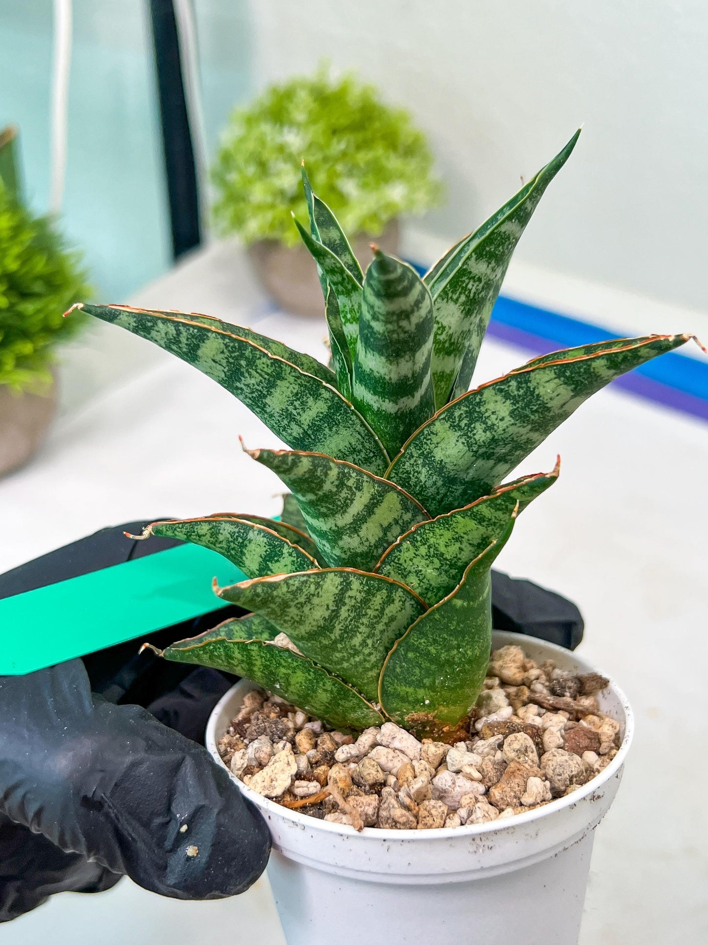 Sansevieria Teletubbies (H19) | Imported Plants