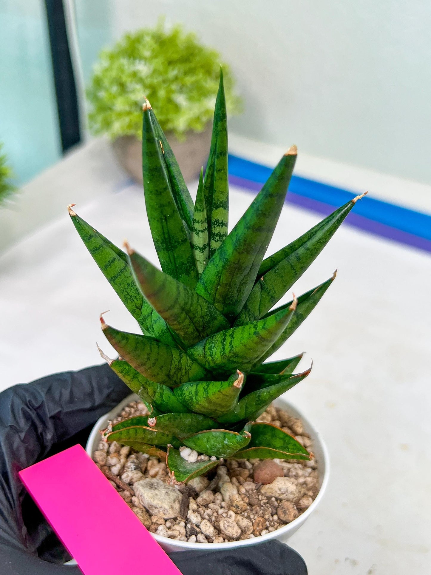 Sansevieria Tesya (H20) | Imported Plants | Rare Hybrid Species