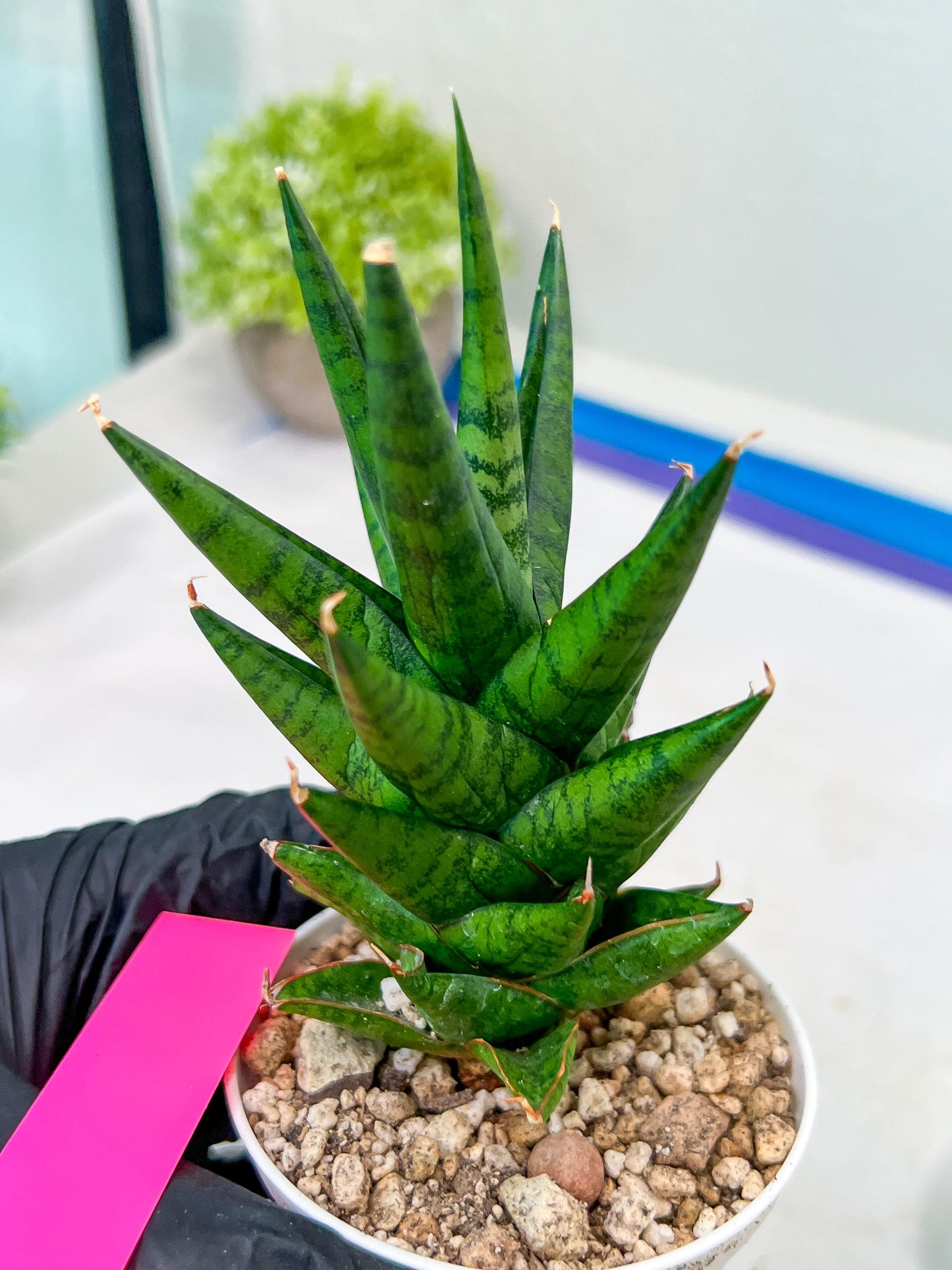 Sansevieria Tesya (H20) | Imported Plants | Rare Hybrid Species
