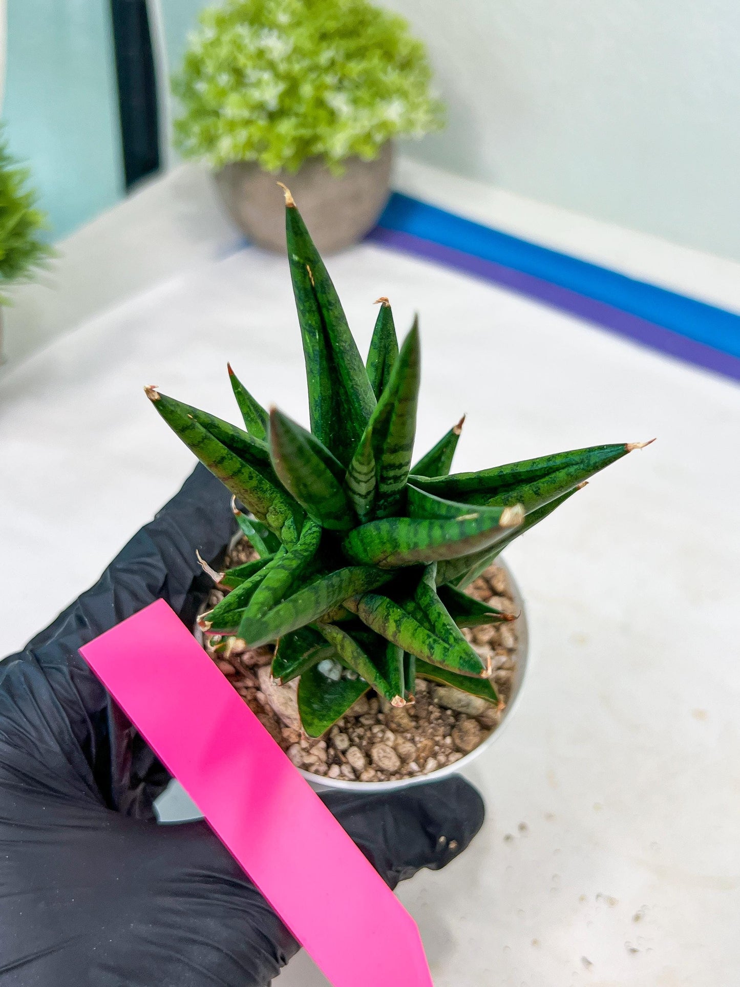 Sansevieria Tesya (H20) | Imported Plants | Rare Hybrid Species