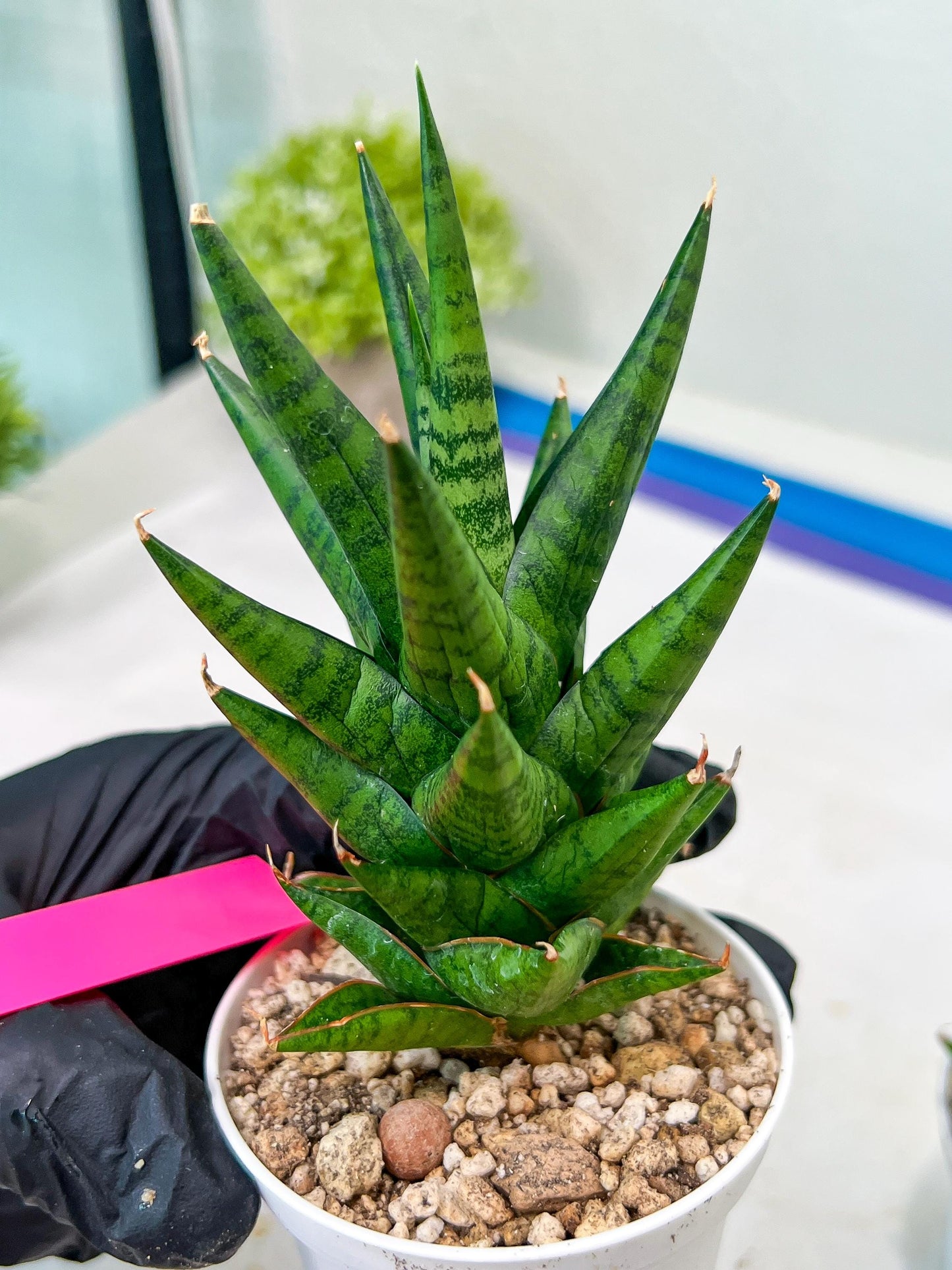 Sansevieria Tesya (H20) | Imported Plants | Rare Hybrid Species