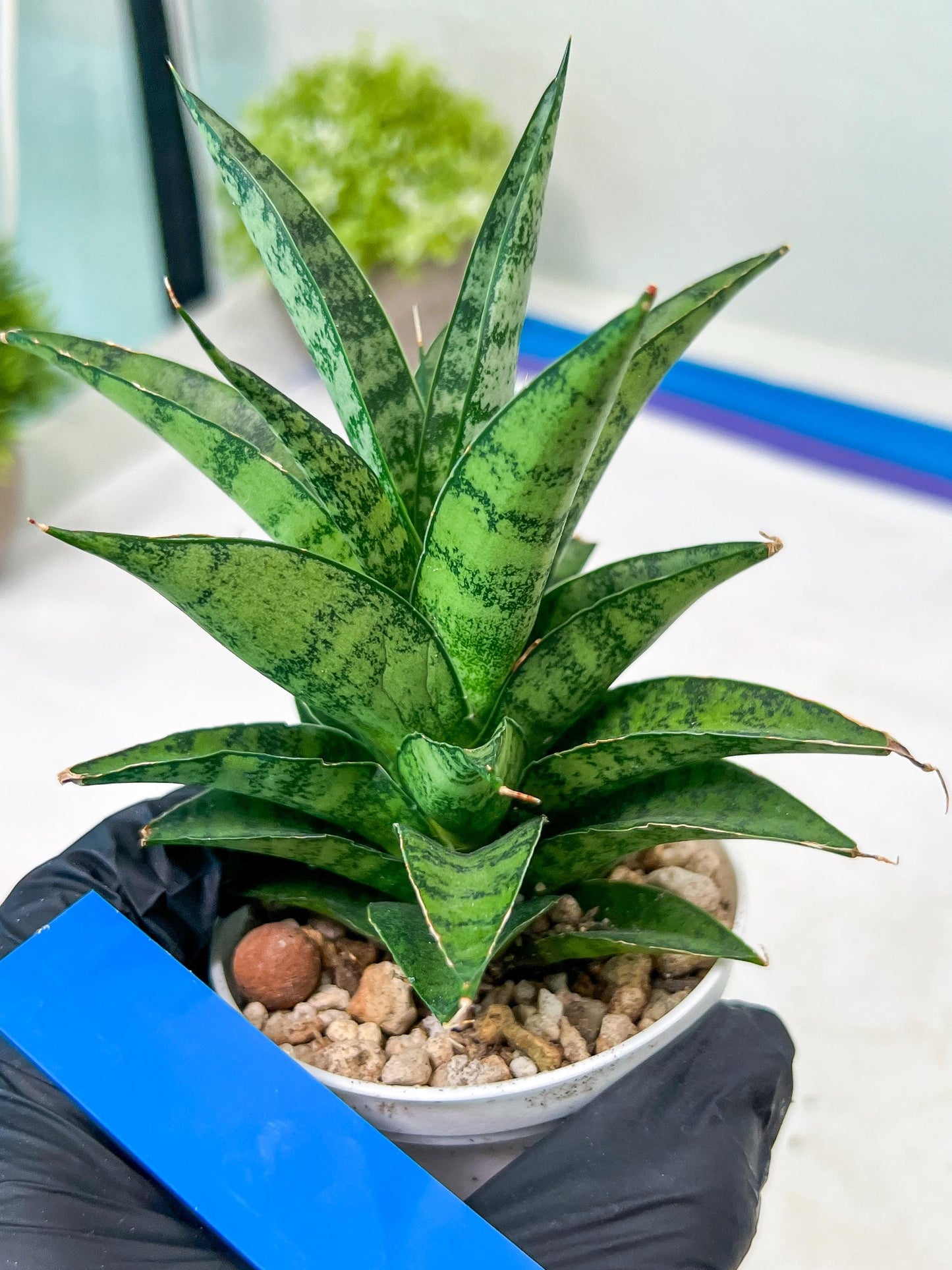 Sansevieria Makayai Frosty (H21) | Imported Plants