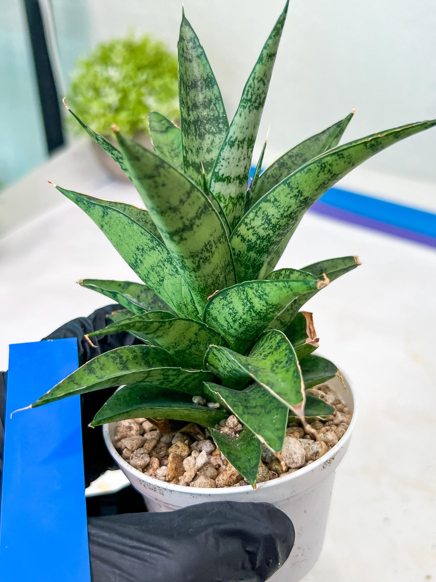 Sansevieria Makayai Frosty (H21) | Imported Plants