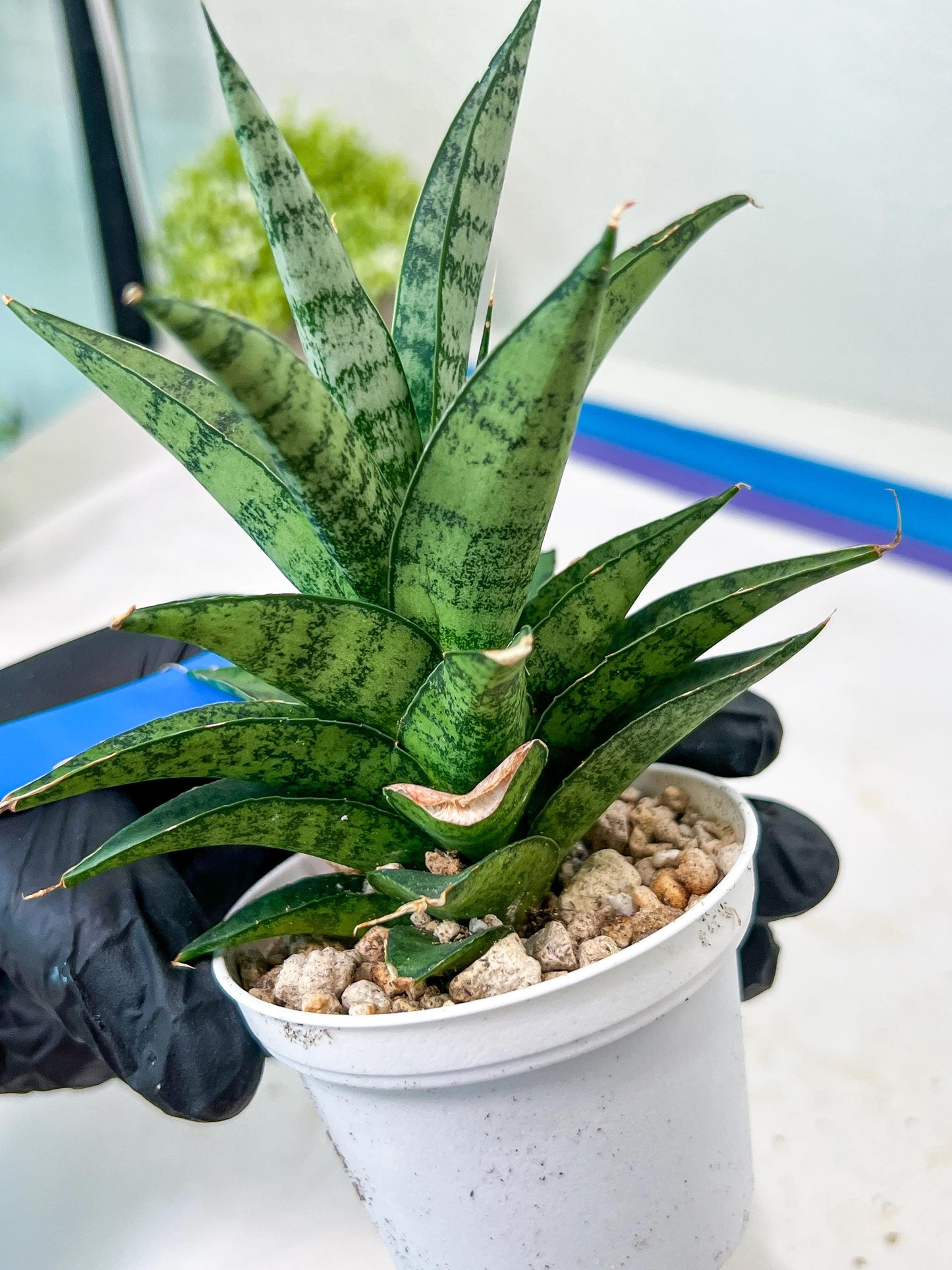Sansevieria Makayai Frosty (H21) | Imported Plants