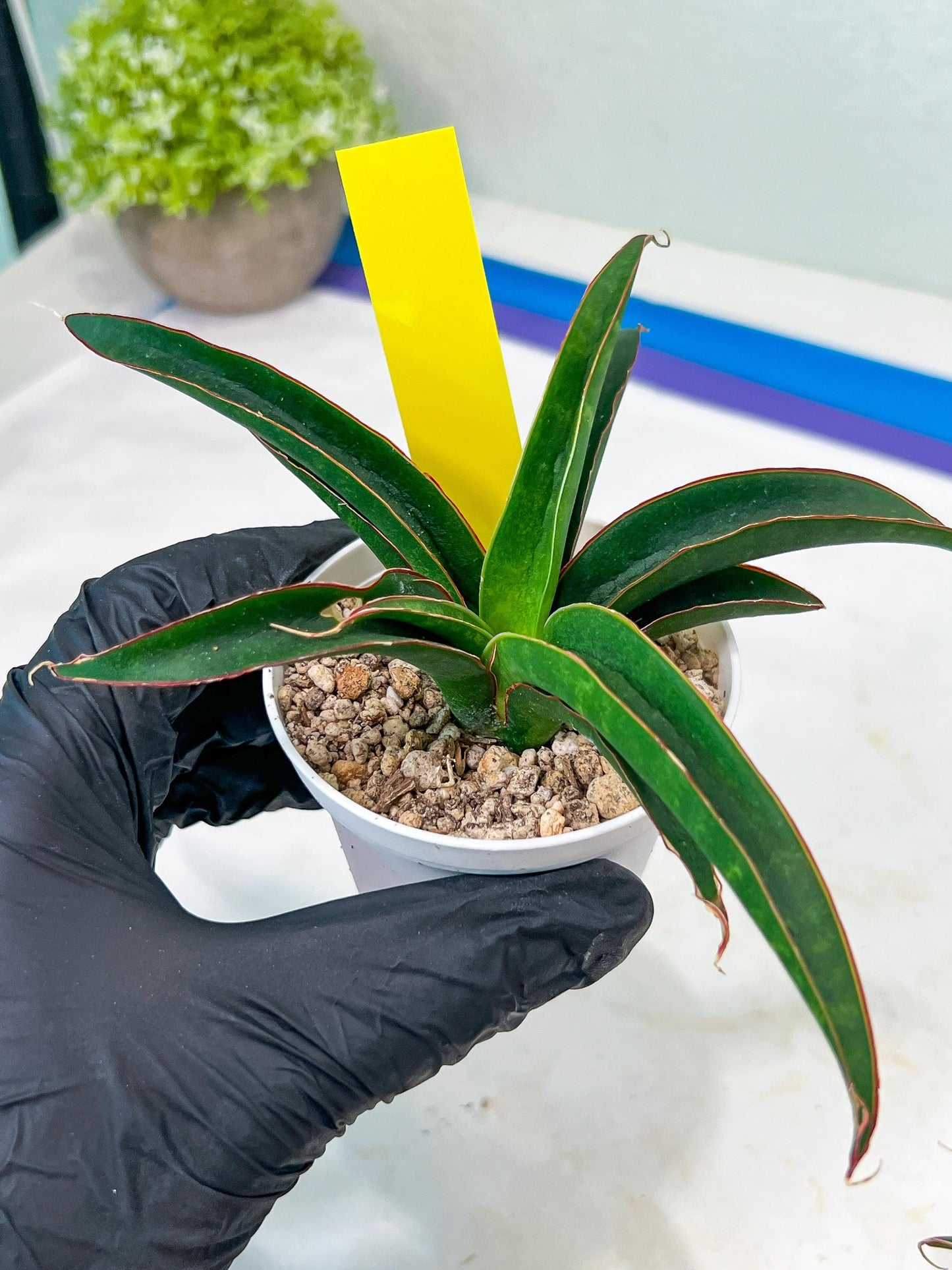 Sansevieria Aethiopica (#H22) | Imported Snake Plants