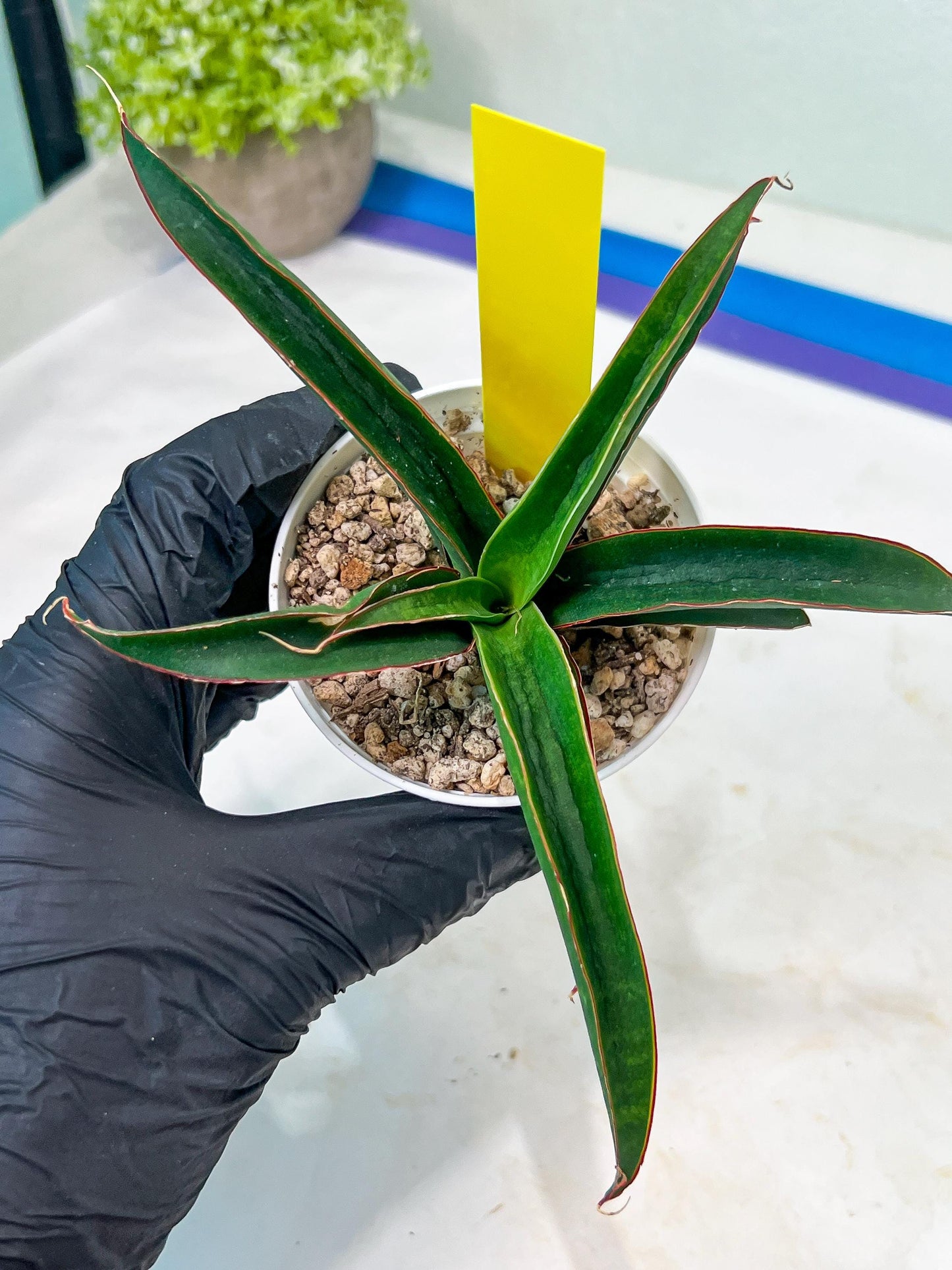 Sansevieria Aethiopica (#H22) | Imported Snake Plants
