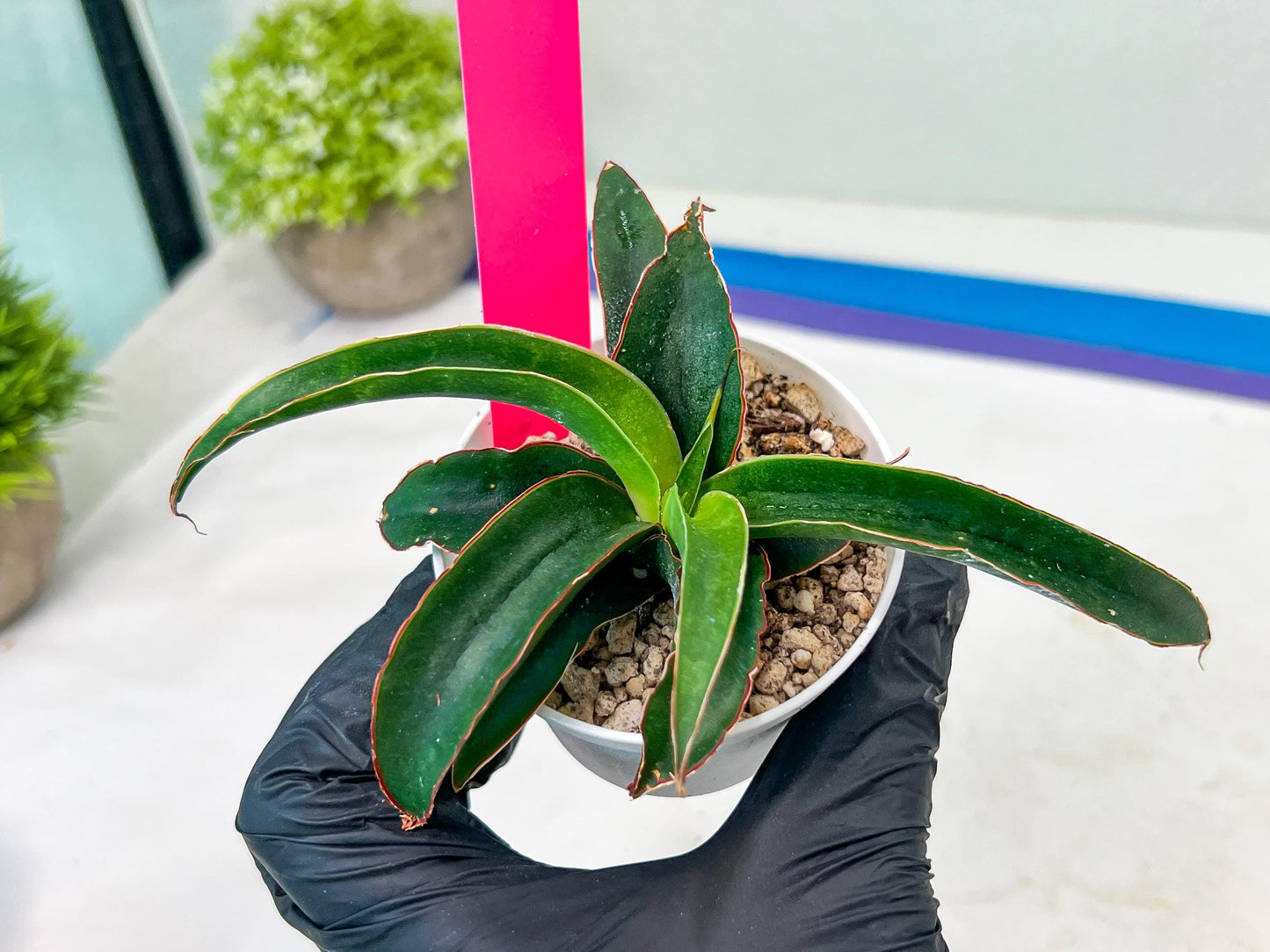 Sansevieria Aethiopica (#H22) | Imported Snake Plants