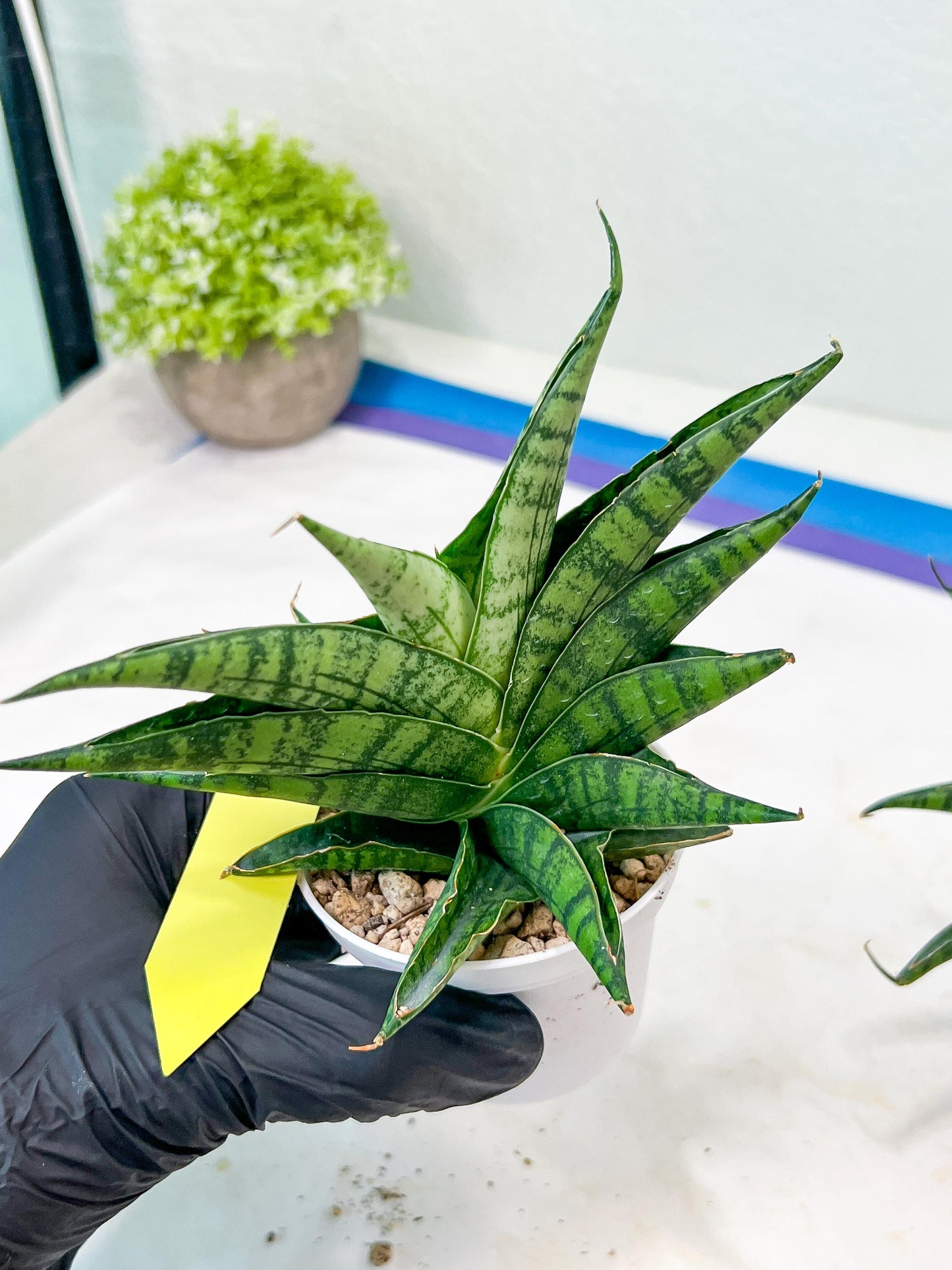 Sansevieria AFF Sindoro (H23) | Imported Hybrids