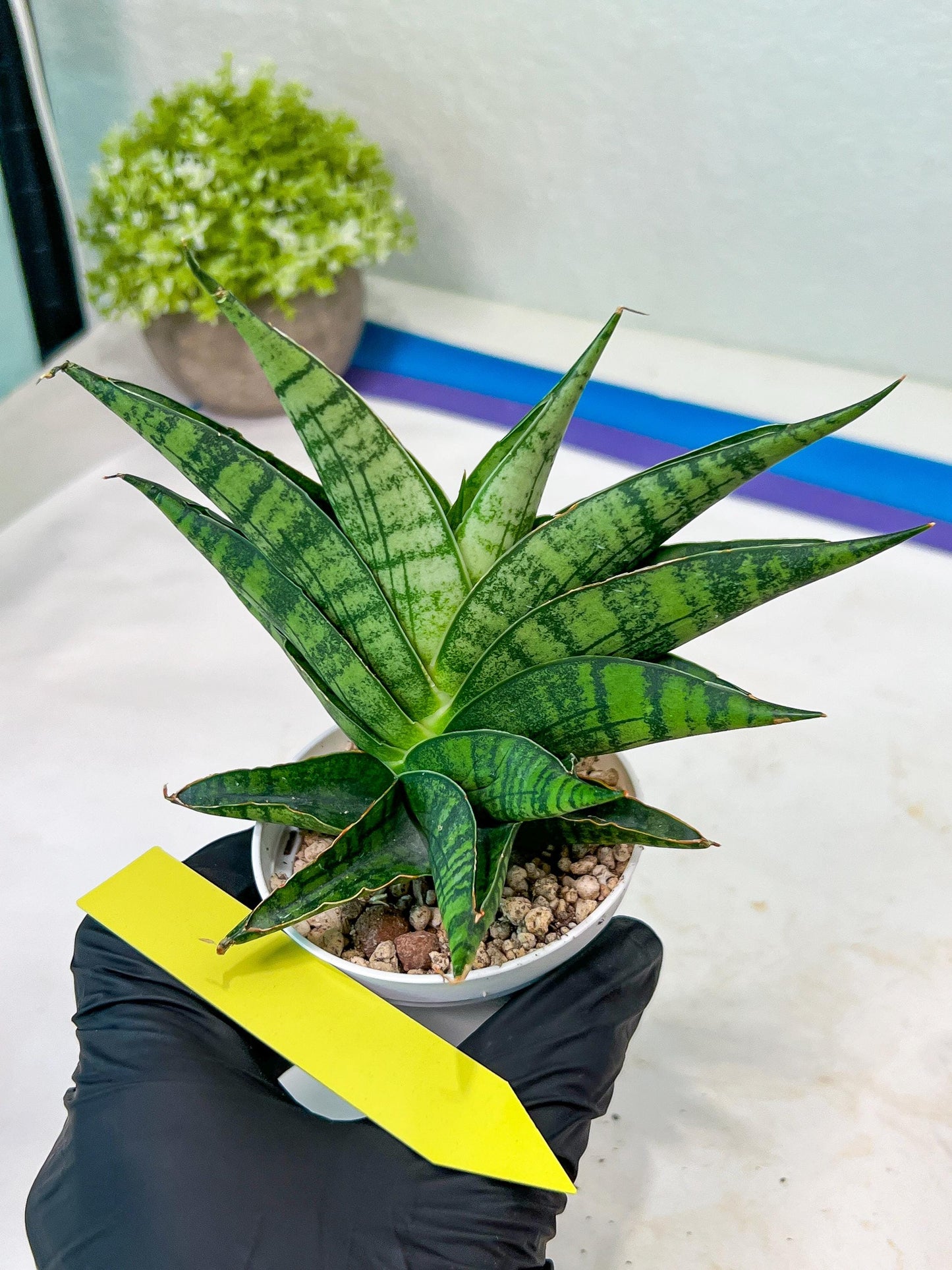 Sansevieria AFF Sindoro (H23) | Imported Hybrids