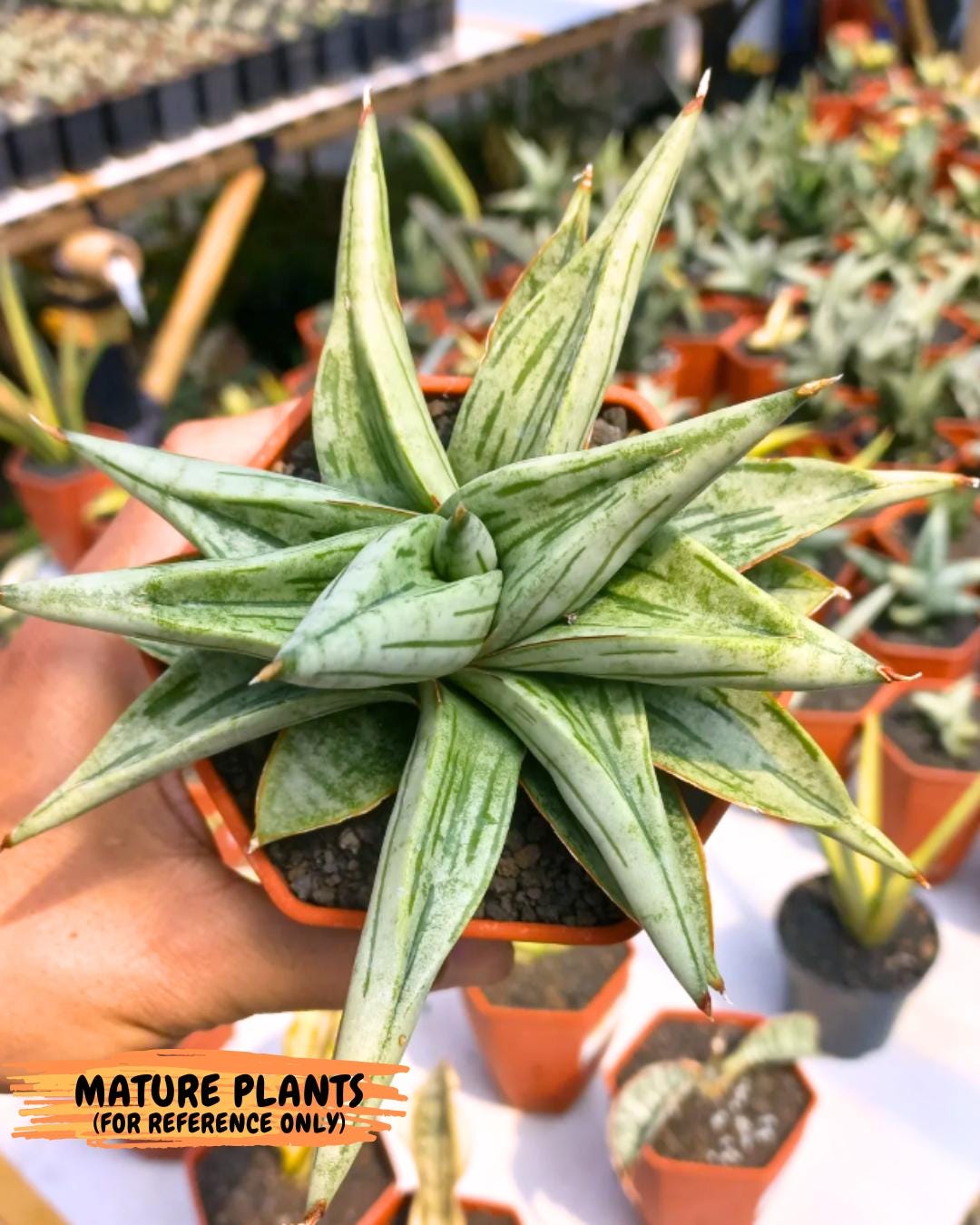 Sansevieria Alfino (Ha24) (y) | Imported Hybrid Snake Plants