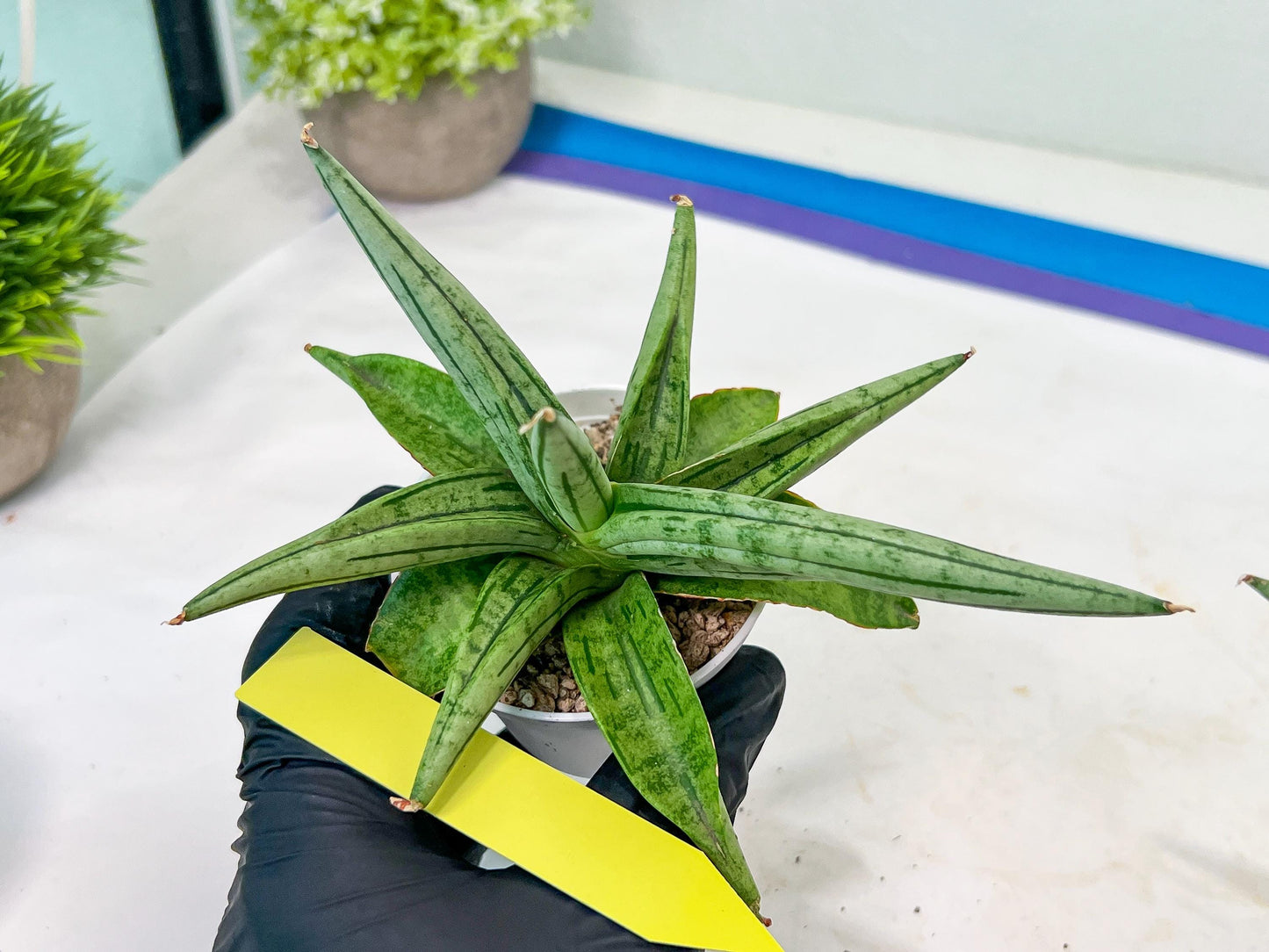 Sansevieria Alfino (H24) | Imported Hybrid Snake Plants