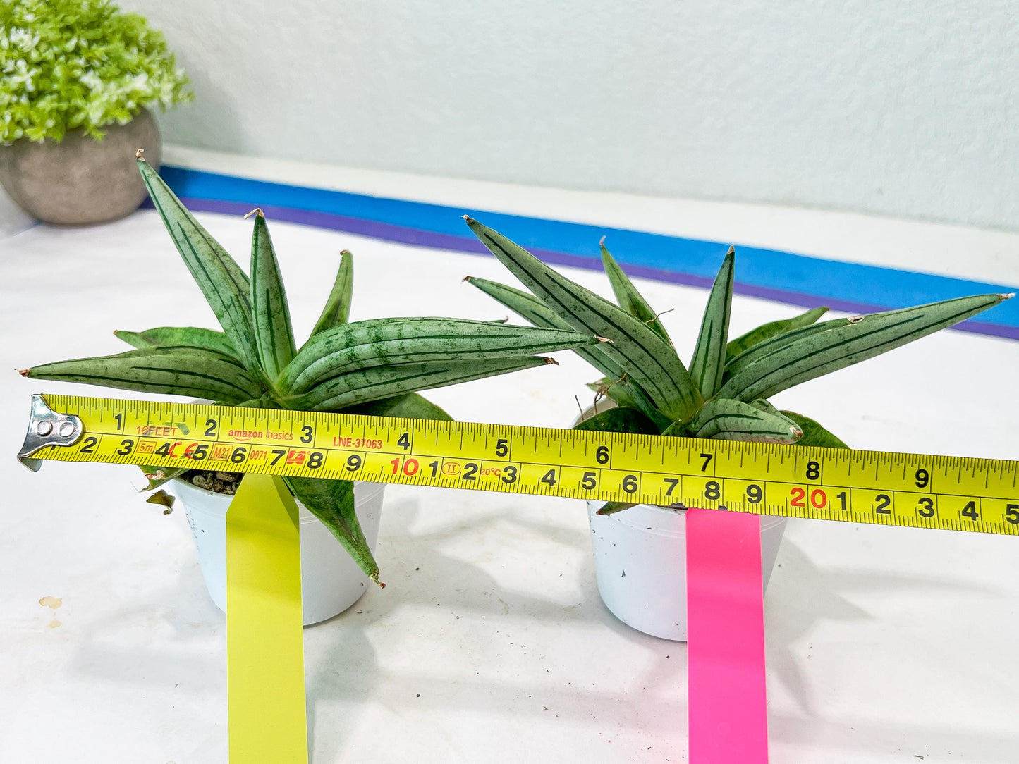 Sansevieria Alfino (H24) | Imported Hybrid Snake Plants