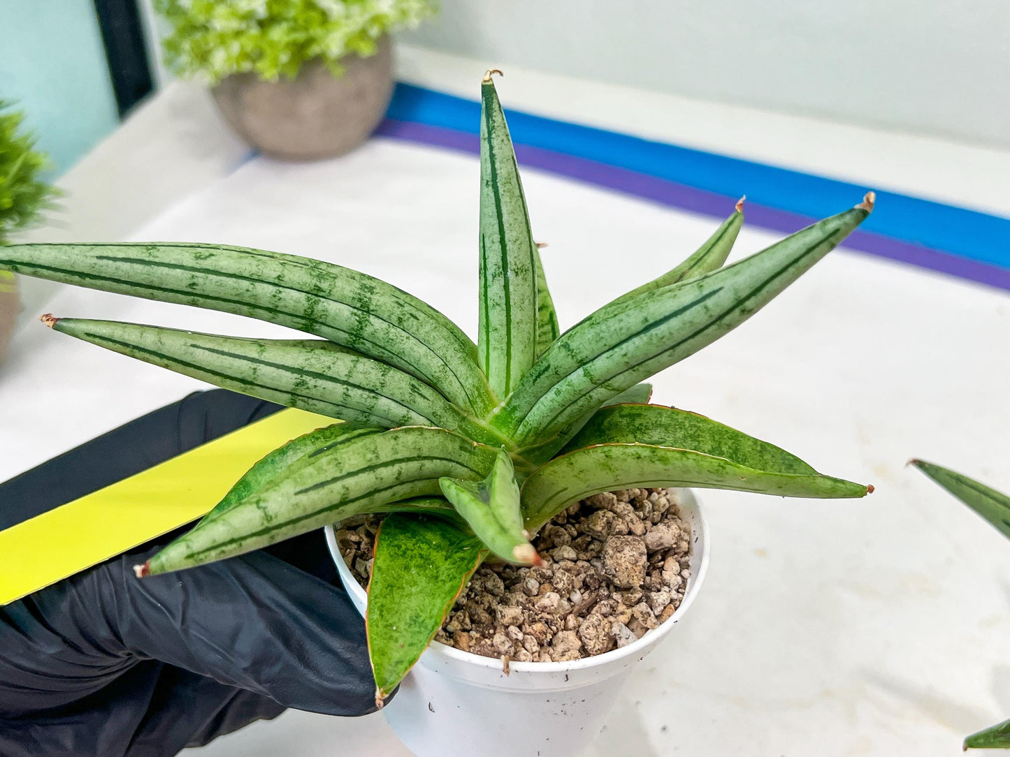 Sansevieria Alfino (H24) | Imported Hybrid Snake Plants