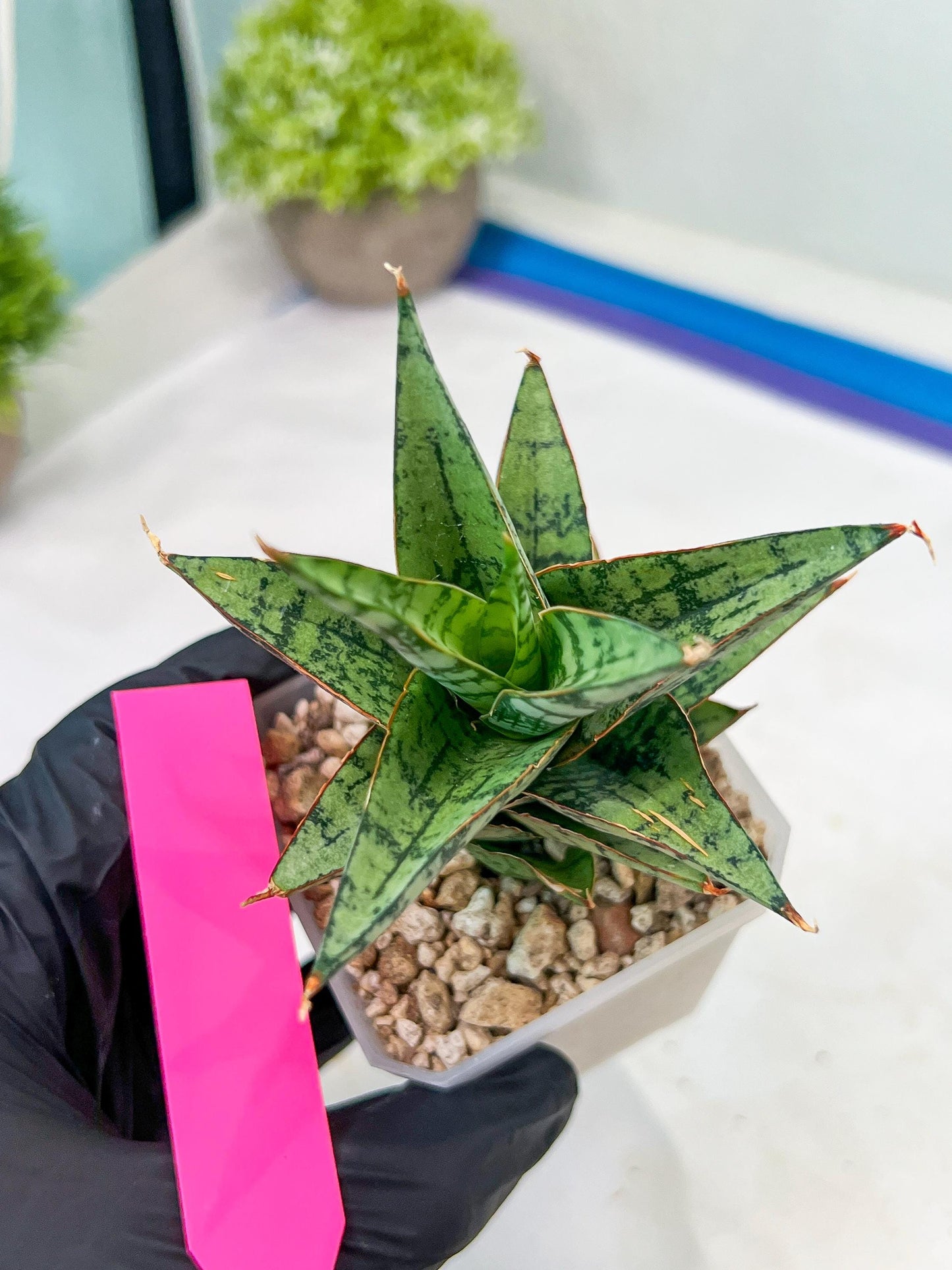 Sansevieria Riyad x spyder (H26) | Imported Plants | Rare Hybrid Species