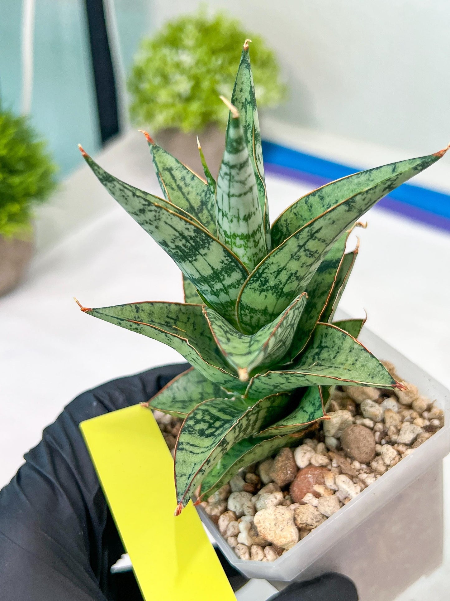 Sansevieria Riyad x spyder (H26) | Imported Plants | Rare Hybrid Species