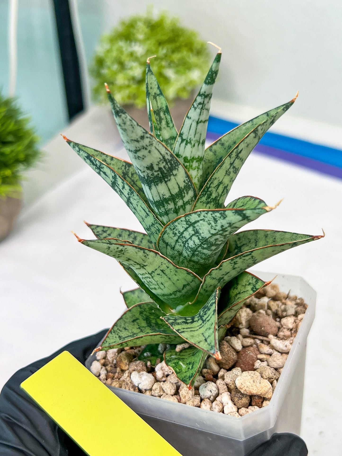 Sansevieria Riyad x spyder (H26) | Imported Plants | Rare Hybrid Species