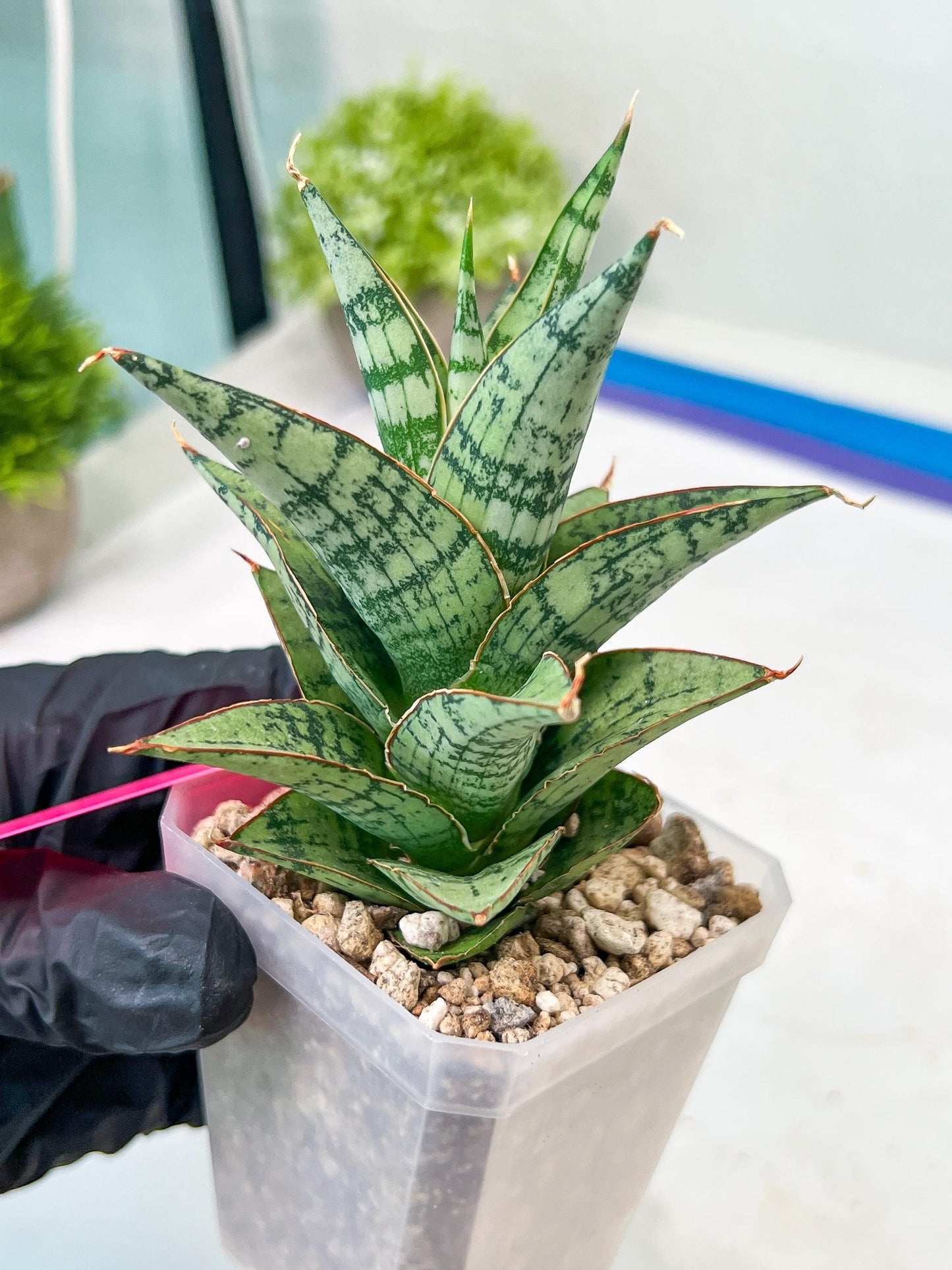 Sansevieria Riyad x spyder (H26) | Imported Plants | Rare Hybrid Species