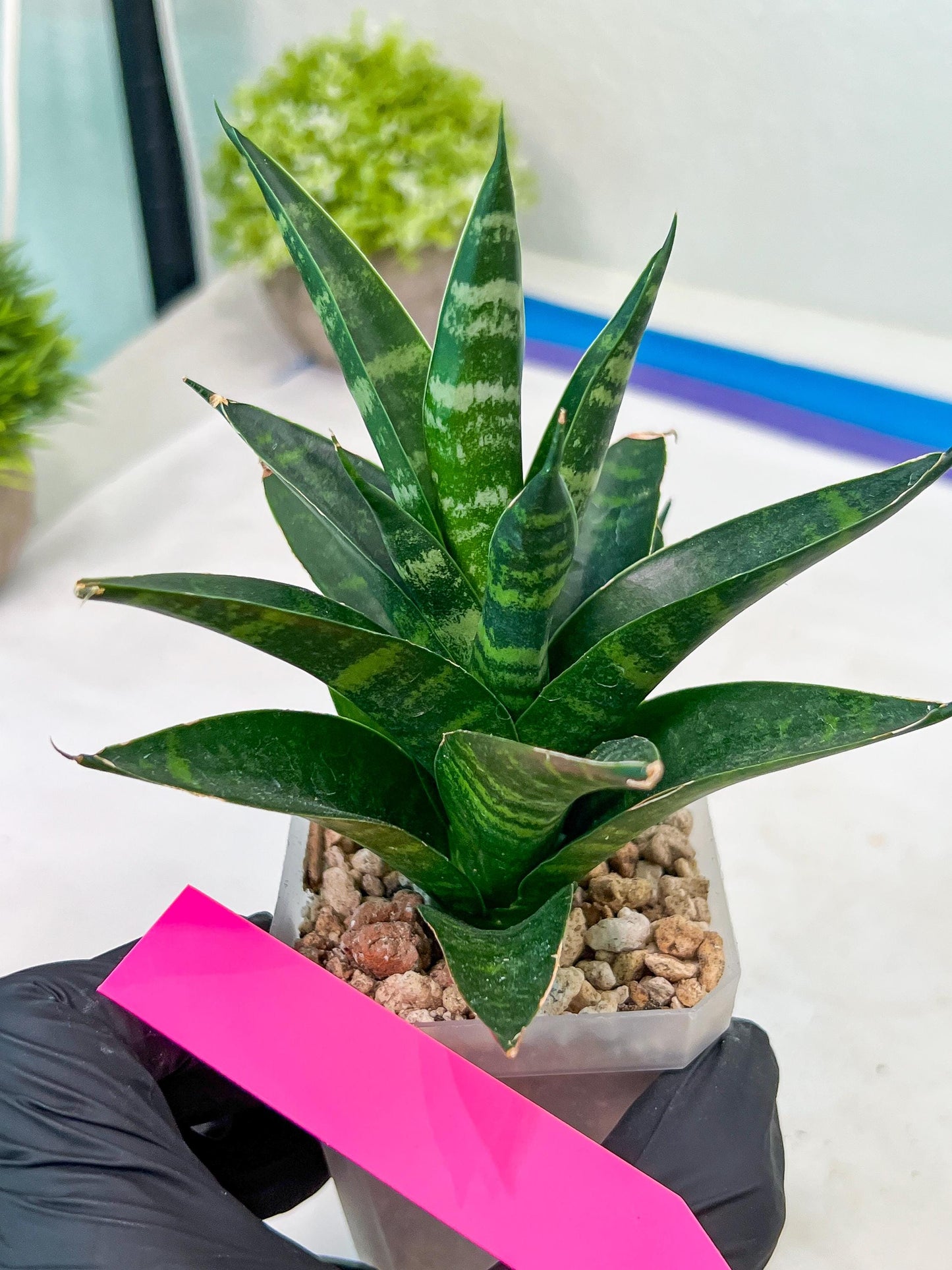 Sansevieria Conan (H27) | Imported Hybrids