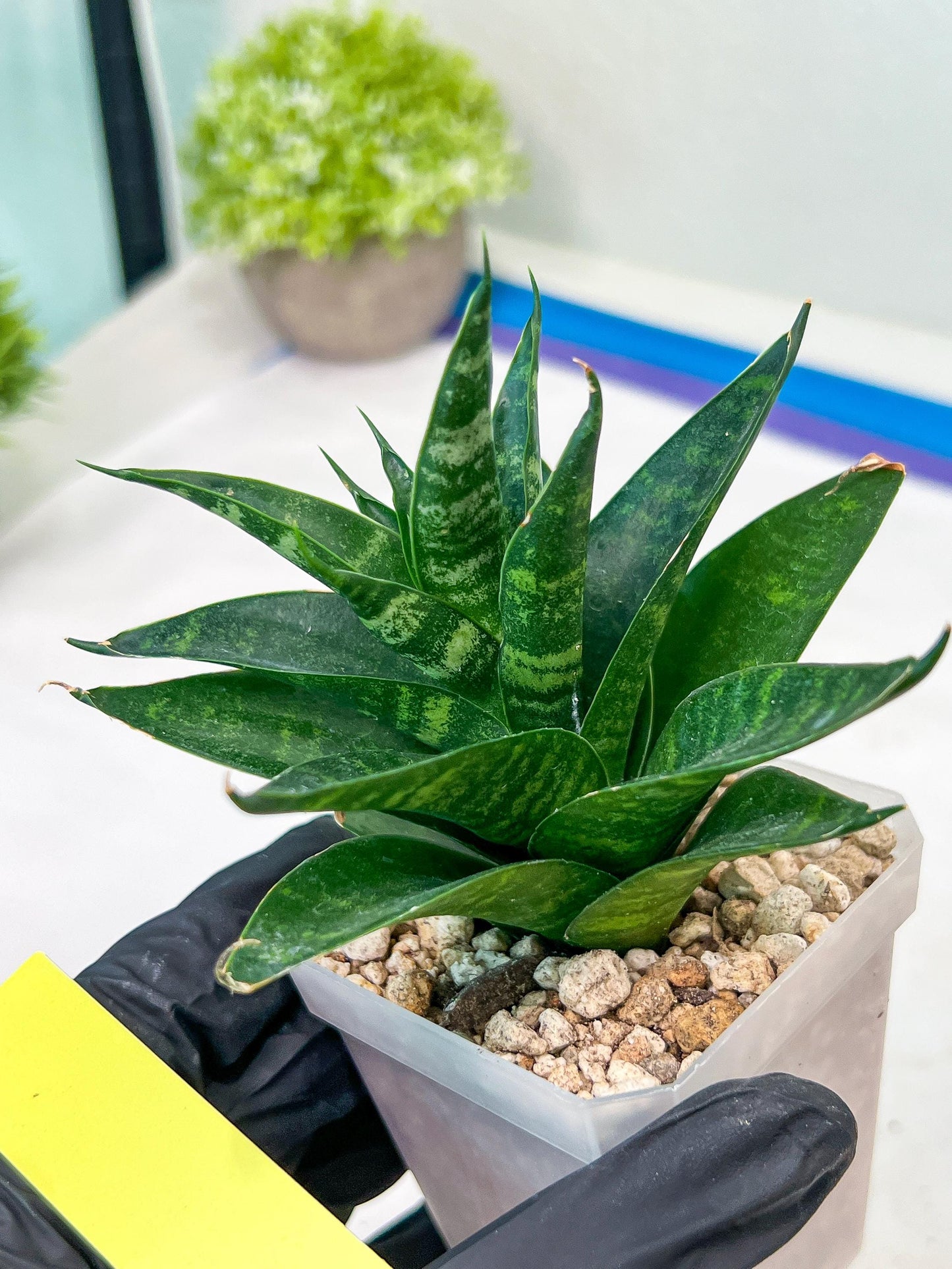 Sansevieria Conan (H27) | Imported Hybrids