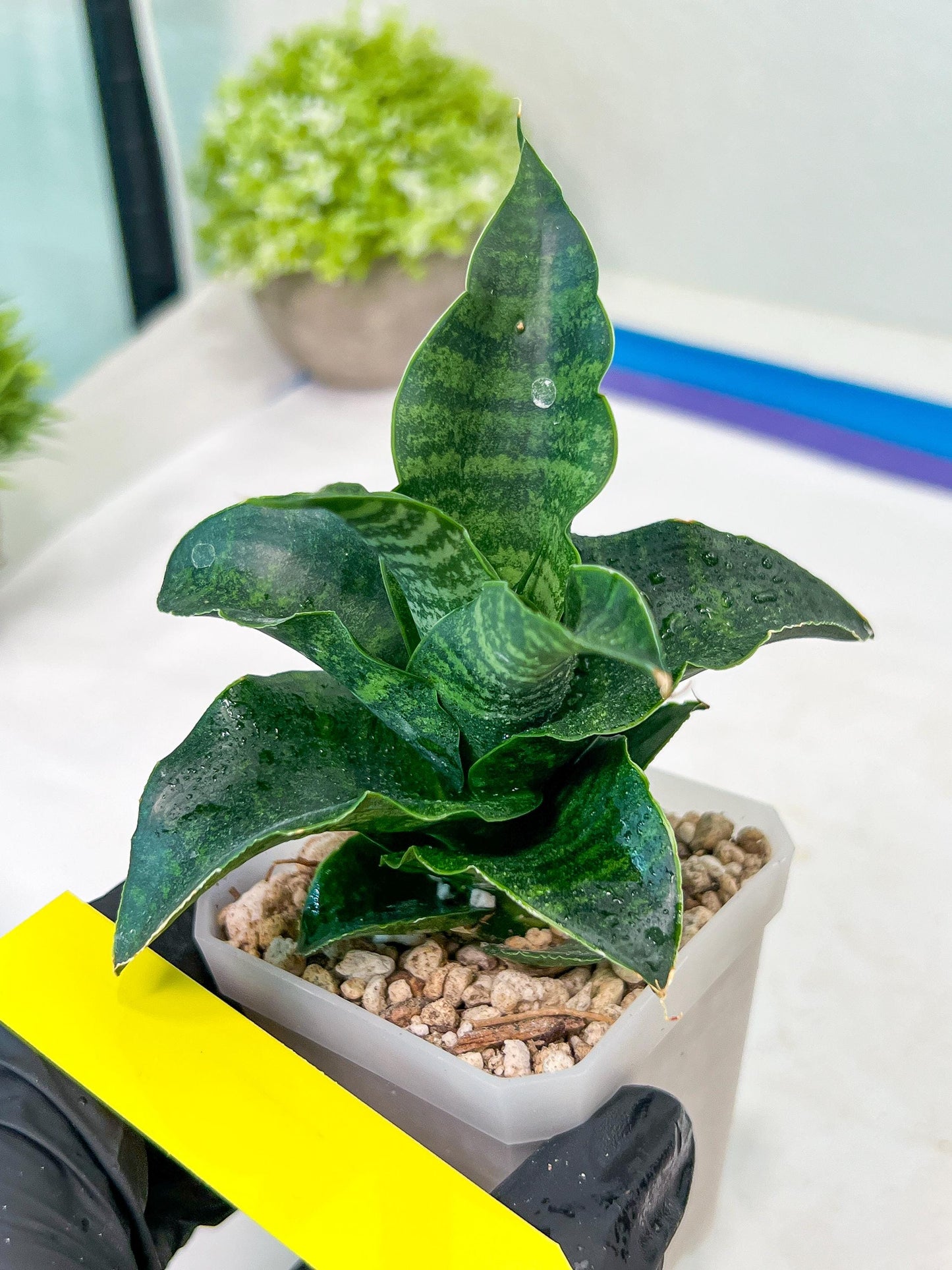 Sansevieria Mbois (H30) | Imported Snake Plant