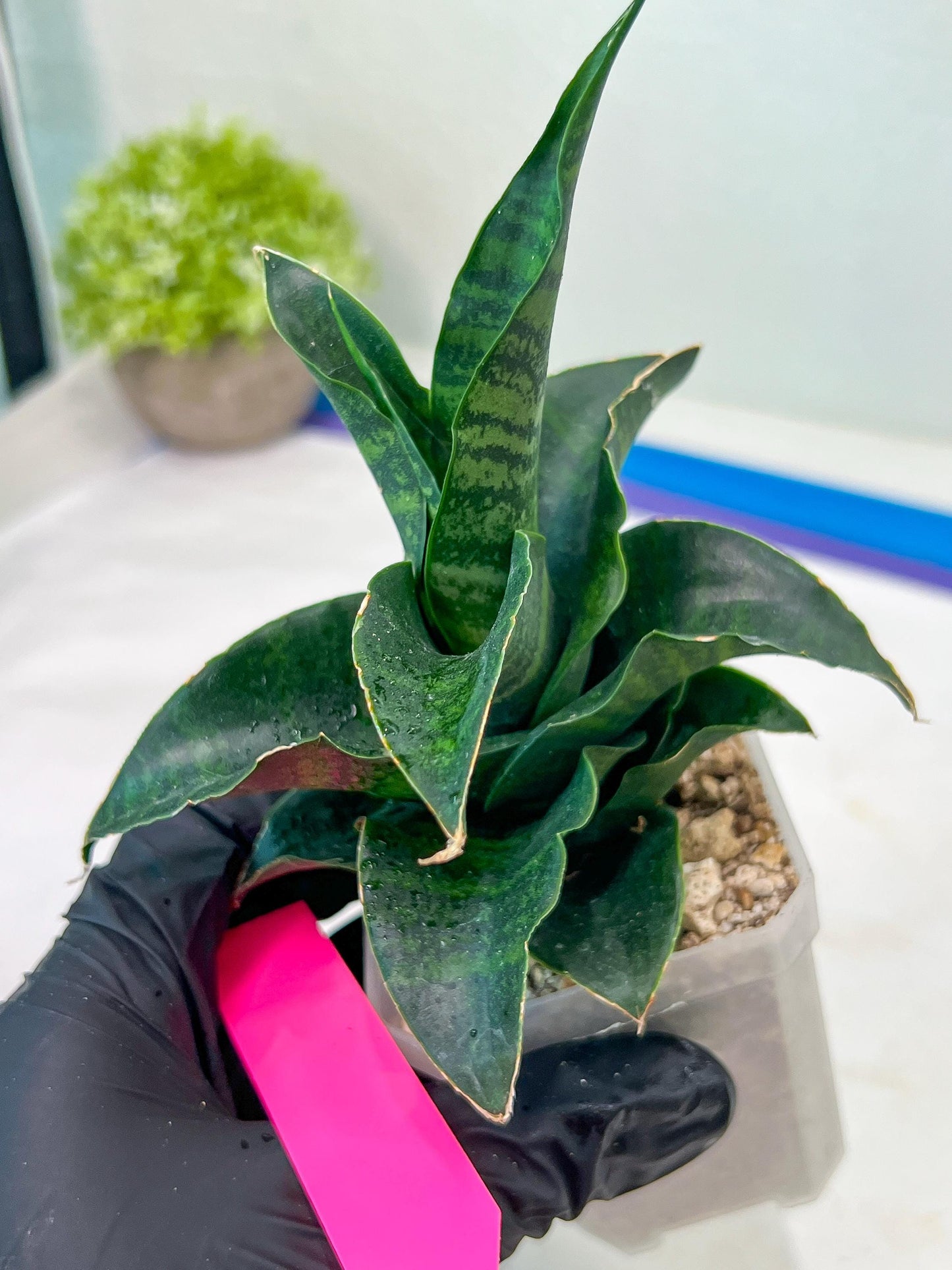 Sansevieria Mbois (H30) | Imported Snake Plant