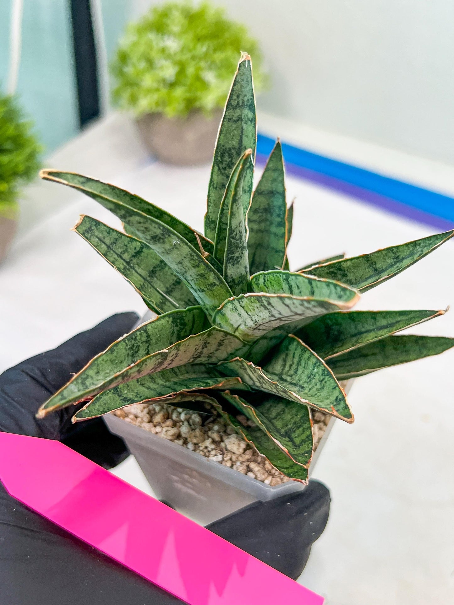 Sansevieria Sweet Celery (H31) | Imported Plants