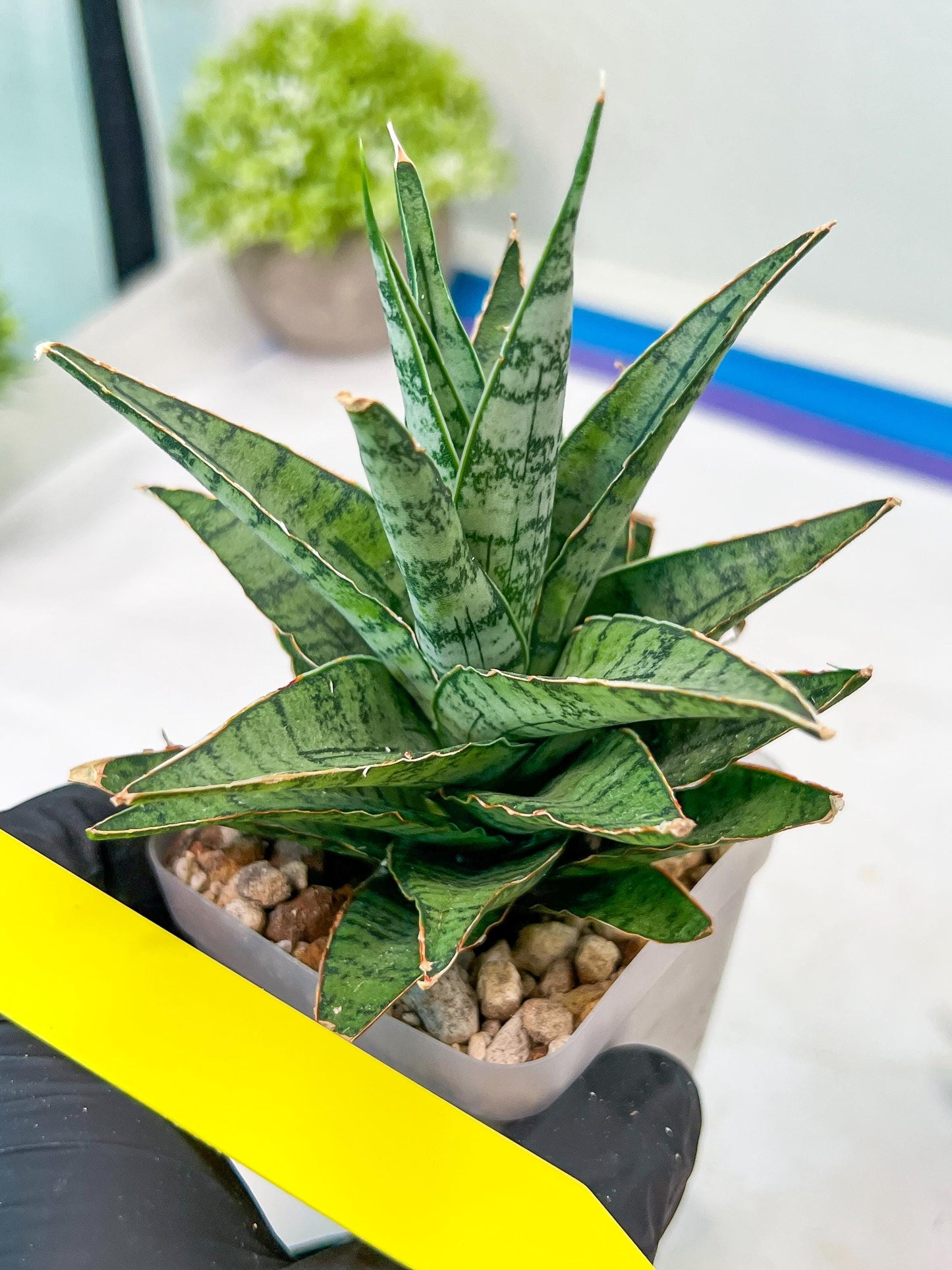 Sansevieria Sweet Celery (H31) | Imported Plants