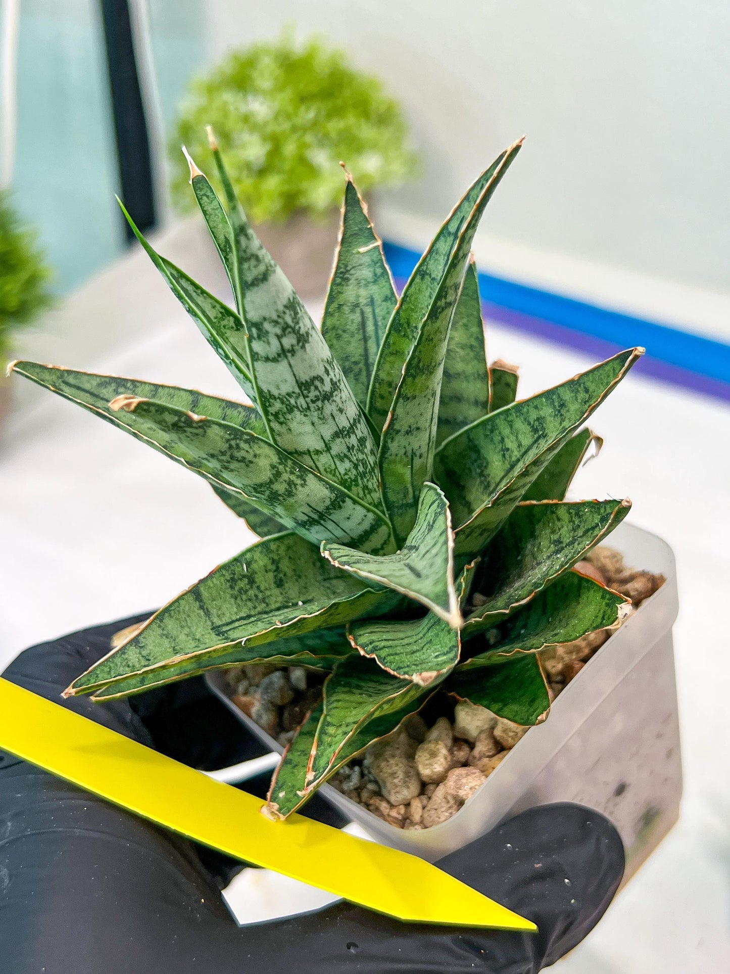 Sansevieria Sweet Celery (H31) | Imported Plants