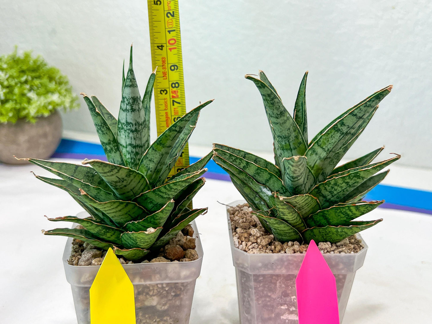 Sansevieria Sweet Celery (H31) | Imported Plants
