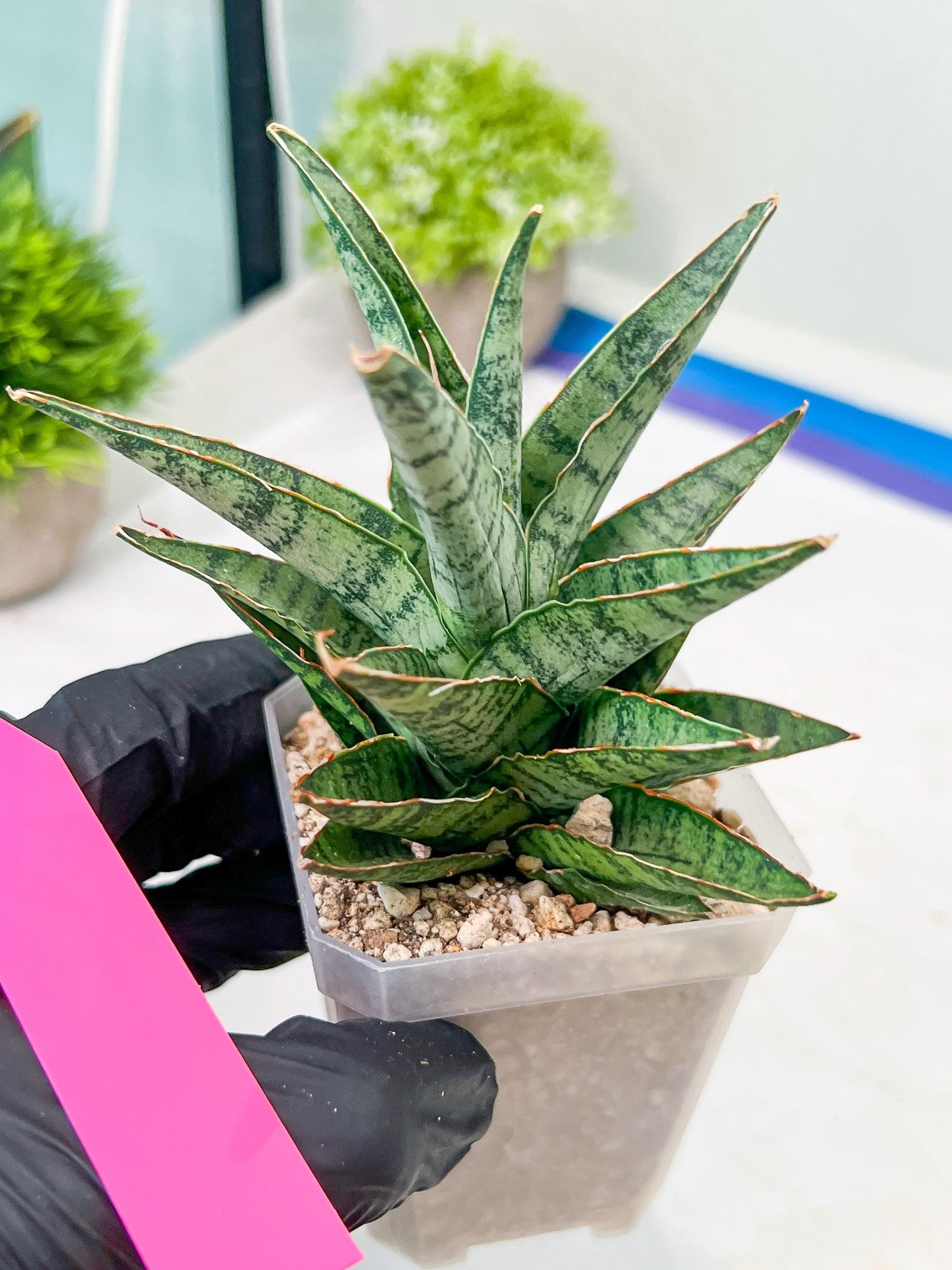 Sansevieria Sweet Celery (H31) | Imported Plants
