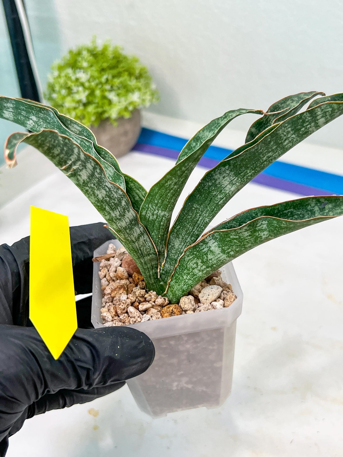 Sansevieria Nalika (#H32) | Rare Imported Snake Plants