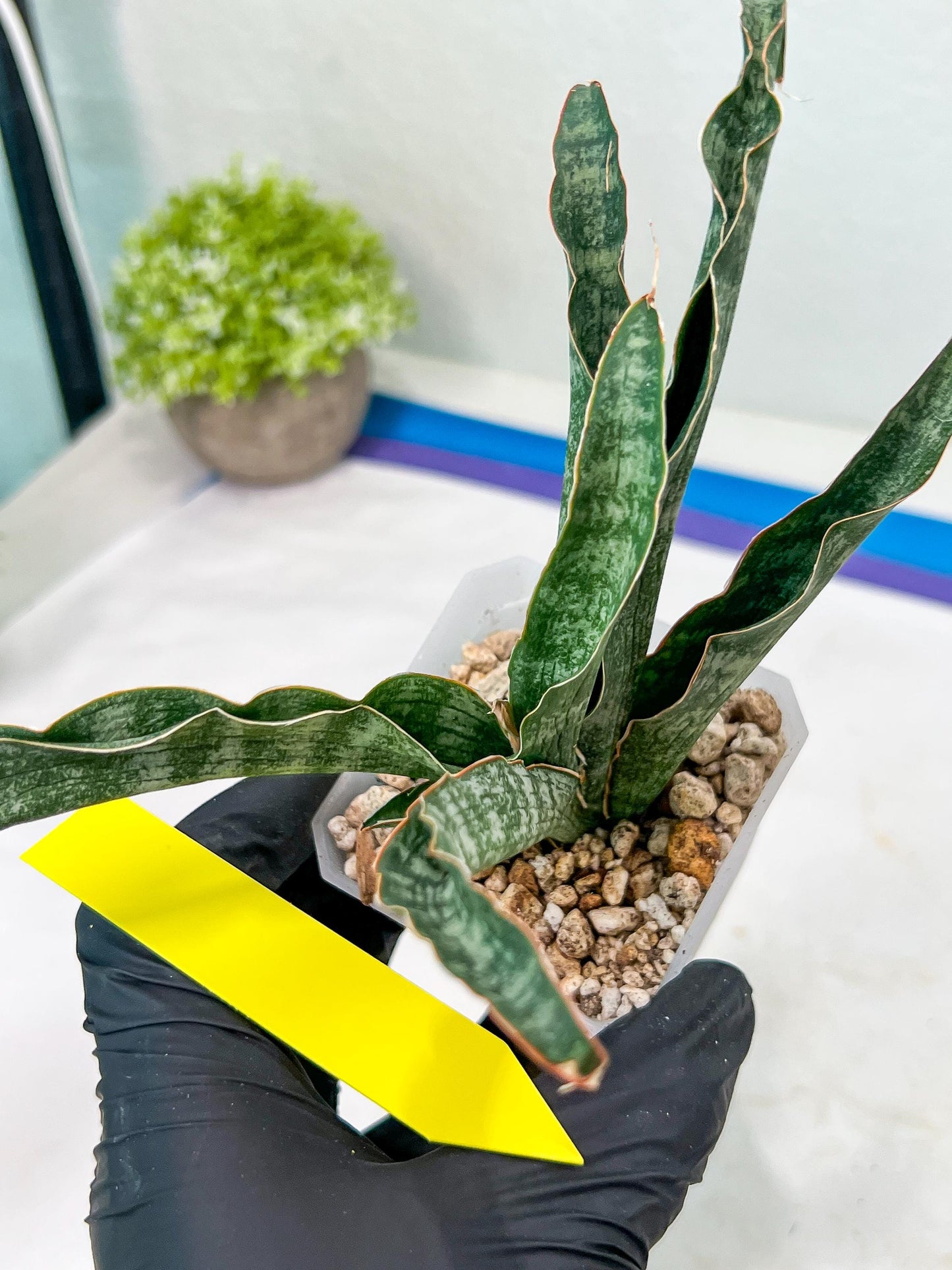 Sansevieria Nalika (#H32) | Rare Imported Snake Plants