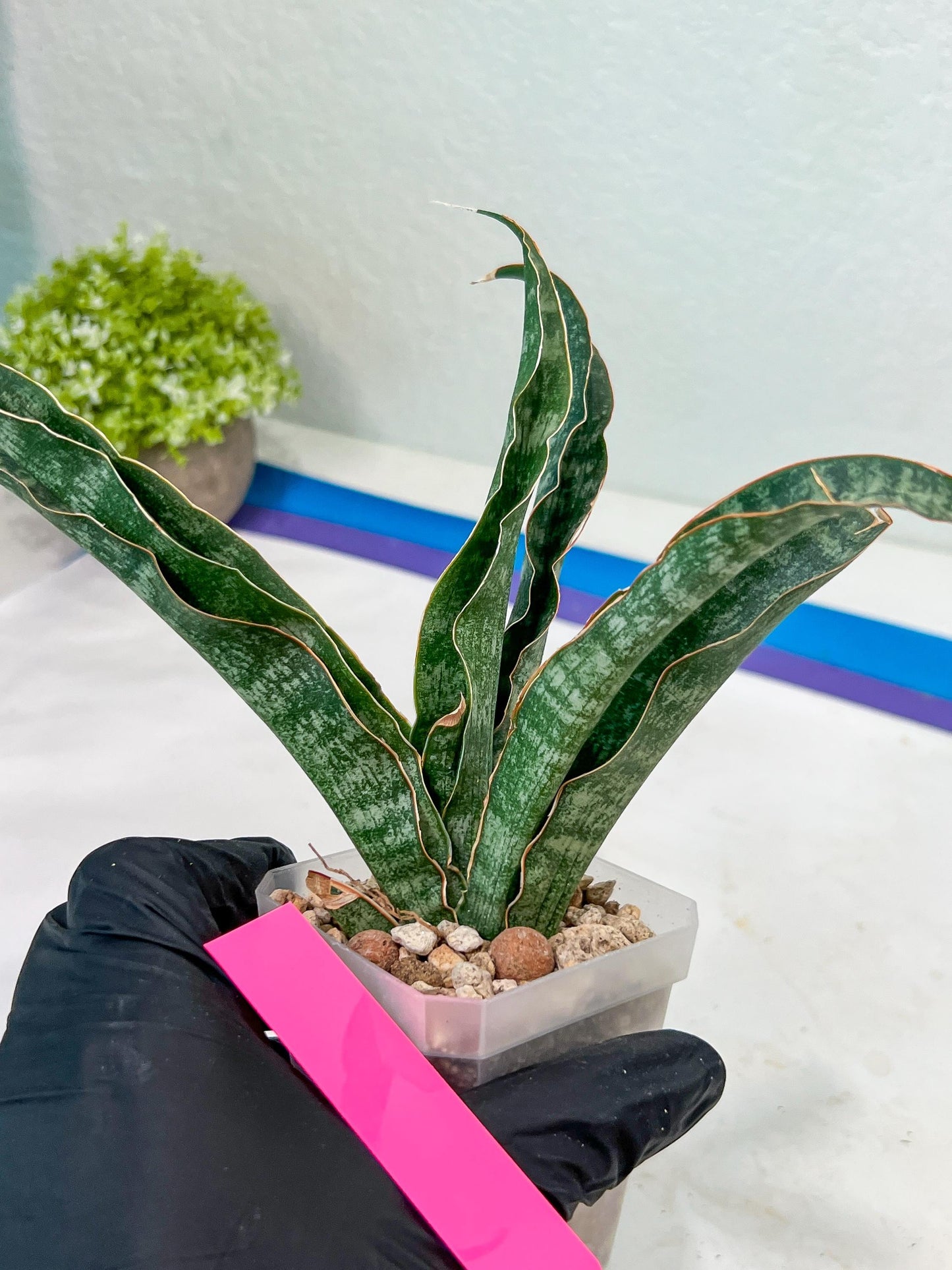 Sansevieria Nalika (#H32) | Rare Imported Snake Plants