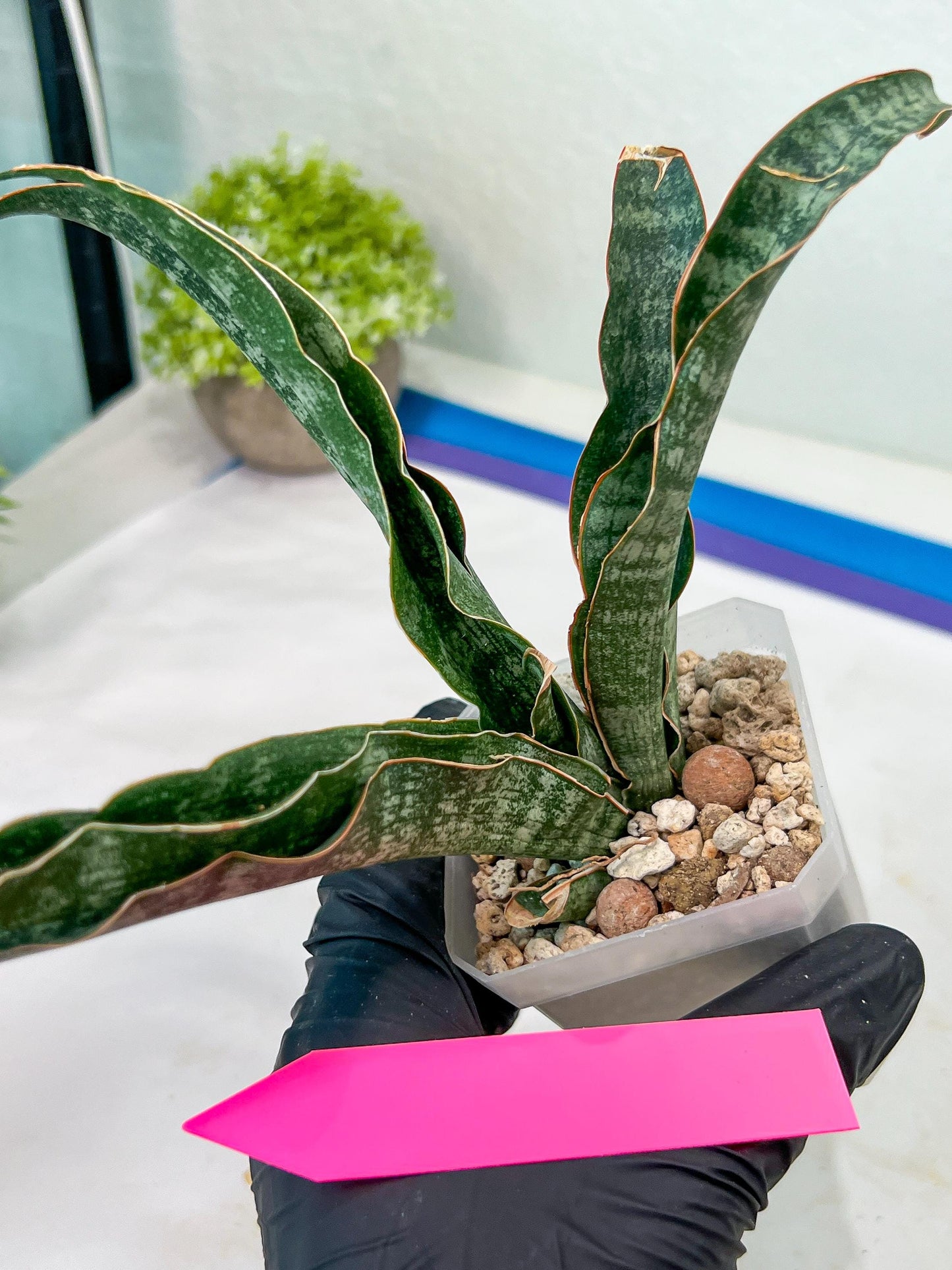Sansevieria Nalika (#H32) | Rare Imported Snake Plants