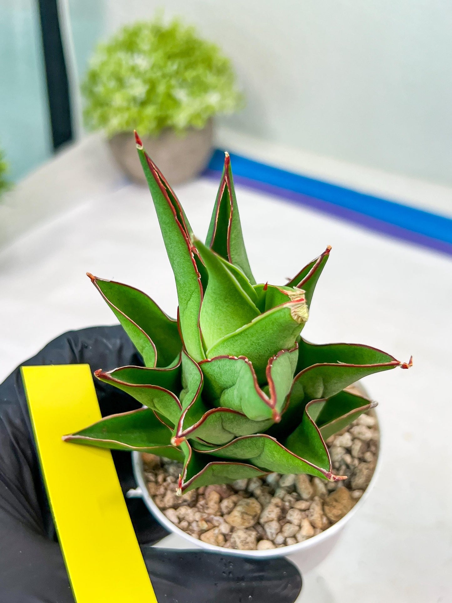 Sansevieria Armanu (#H33) | Imported Hybrid Snake Plants