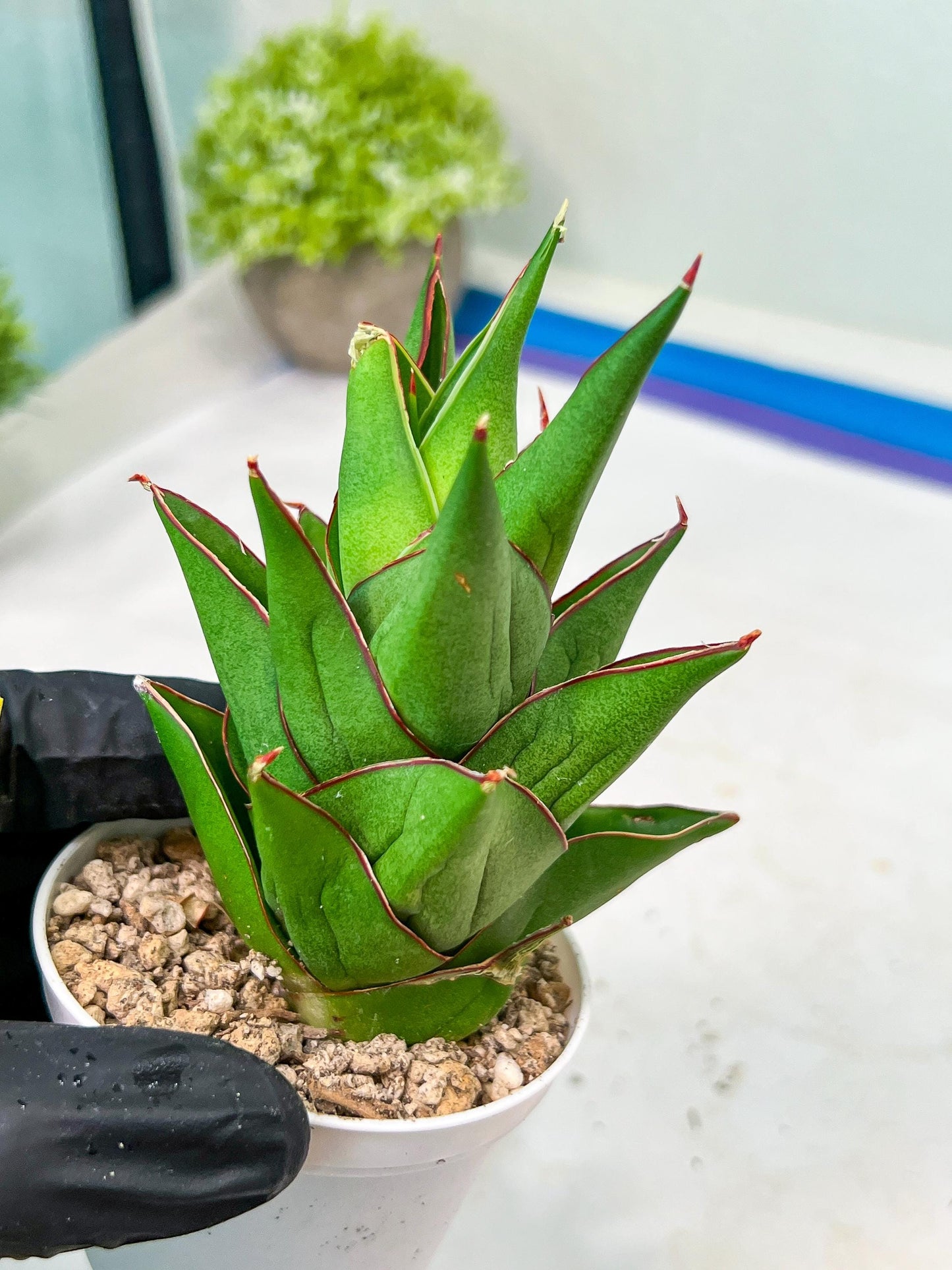 Sansevieria Armanu (#H33) | Imported Hybrid Snake Plants