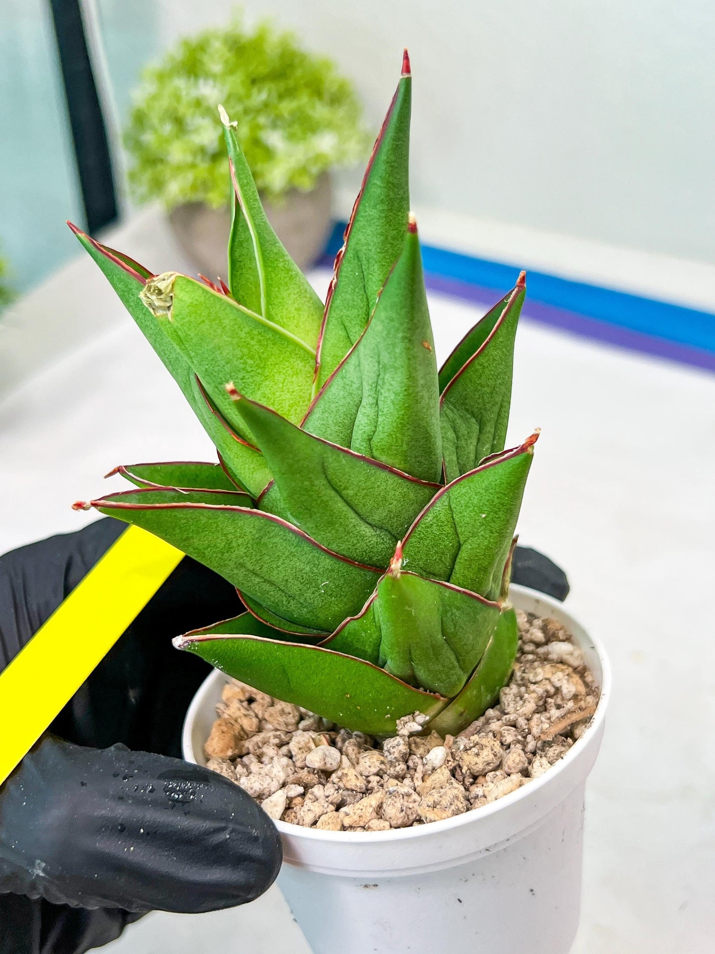 Sansevieria Armanu (#H33) | Imported Hybrid Snake Plants