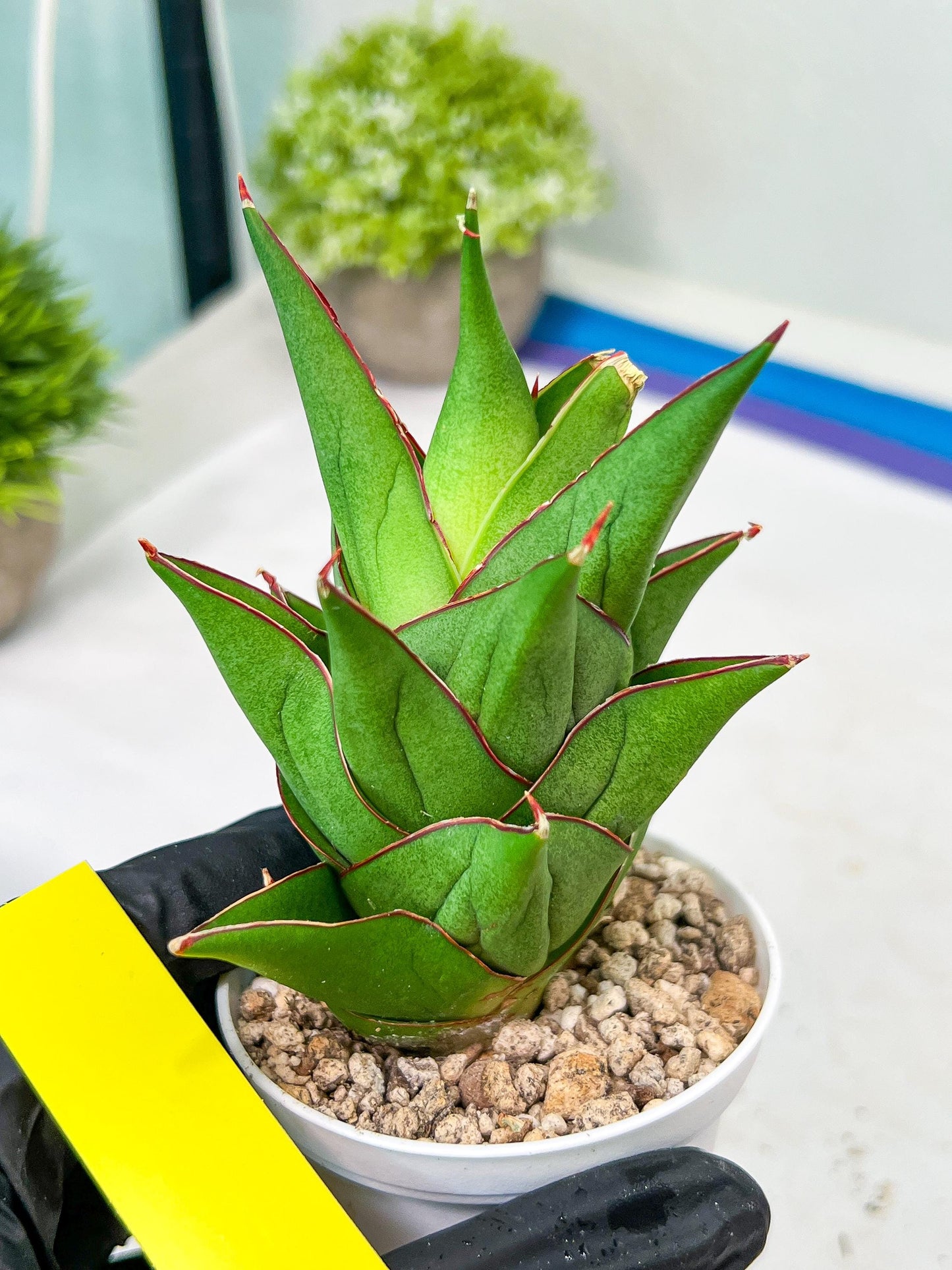 Sansevieria Armanu (#H33) | Imported Hybrid Snake Plants